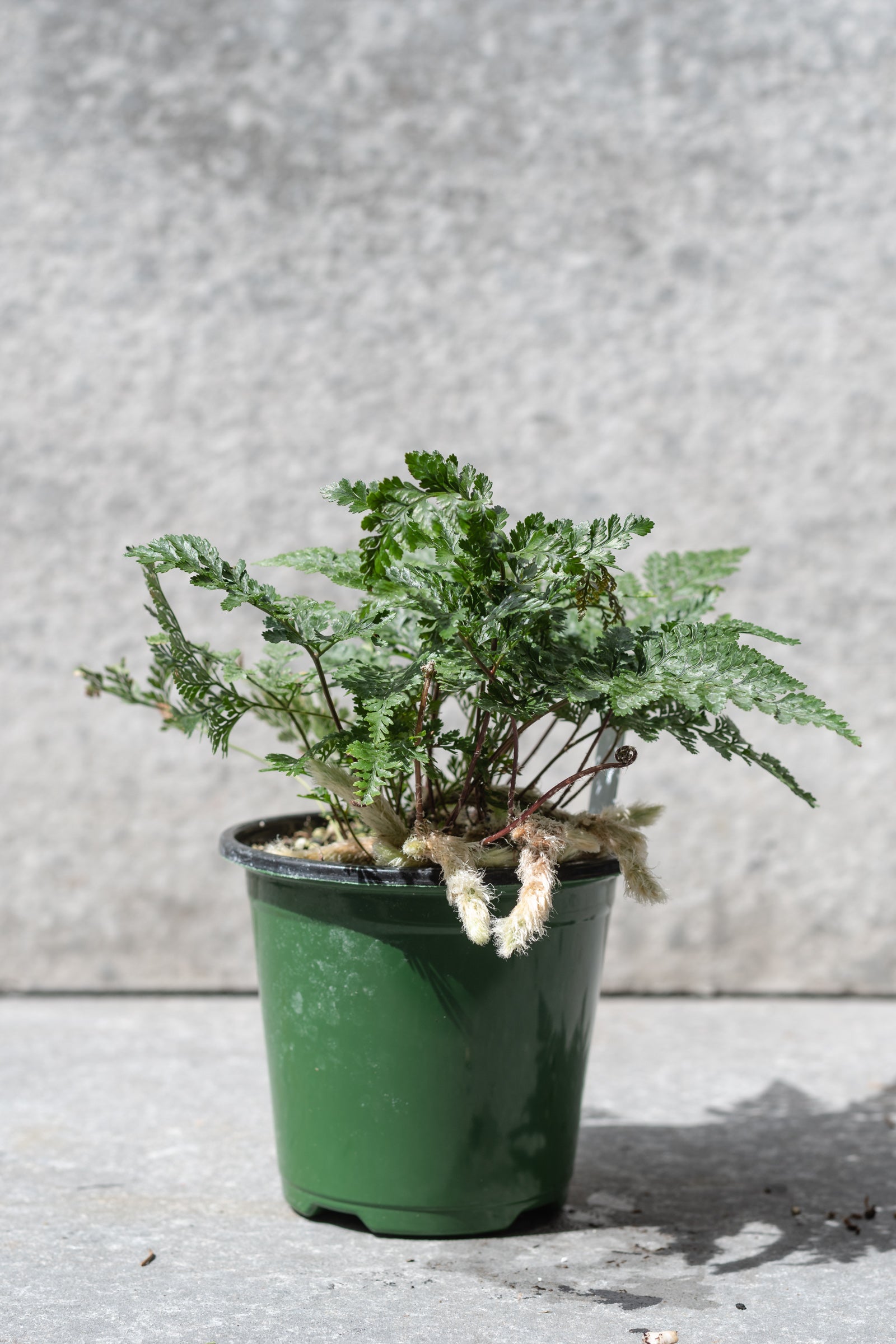 Rabbit foot fern shown from the side with its feet hanging over the side of a 4" growers pot ©Sprout Home
