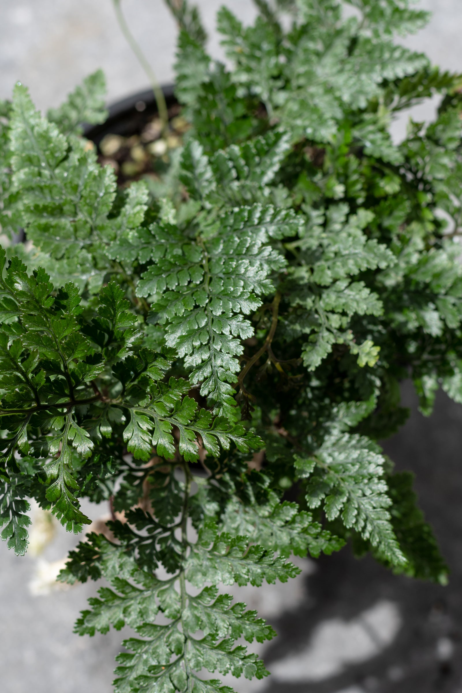 Close-up of Davallia fejeensis 'Rabbit Foot Fern' with its green, delicate foliage and fuzzy rhizomes. ©Sprout Home