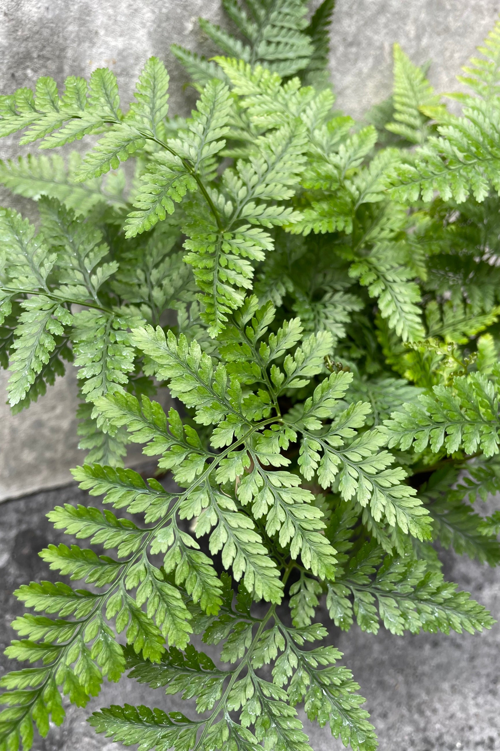 Close up of Davallia fejeensis "Rabbit Foot Fern" leaves ©Sprout Home