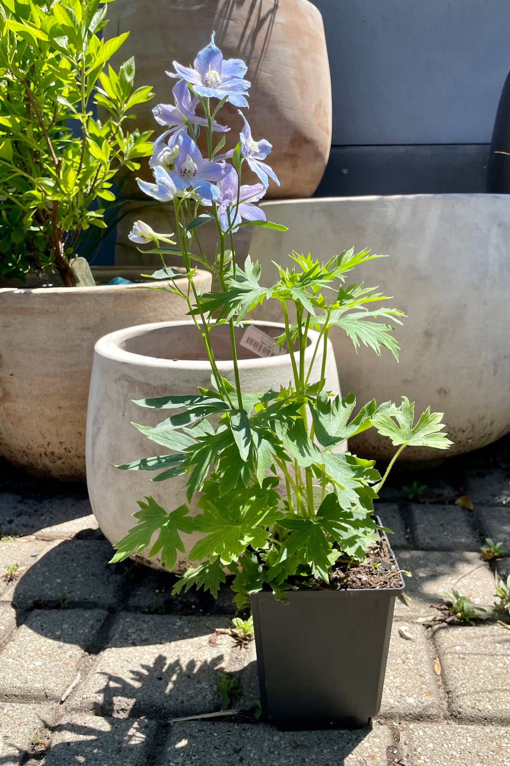 4.5" container of the Delphinium 'Belladonna' perennial in full boom showing the light blue purple flowers in front of decorative ceramic pots at Sprout Home in mid June. ©Sprout Home