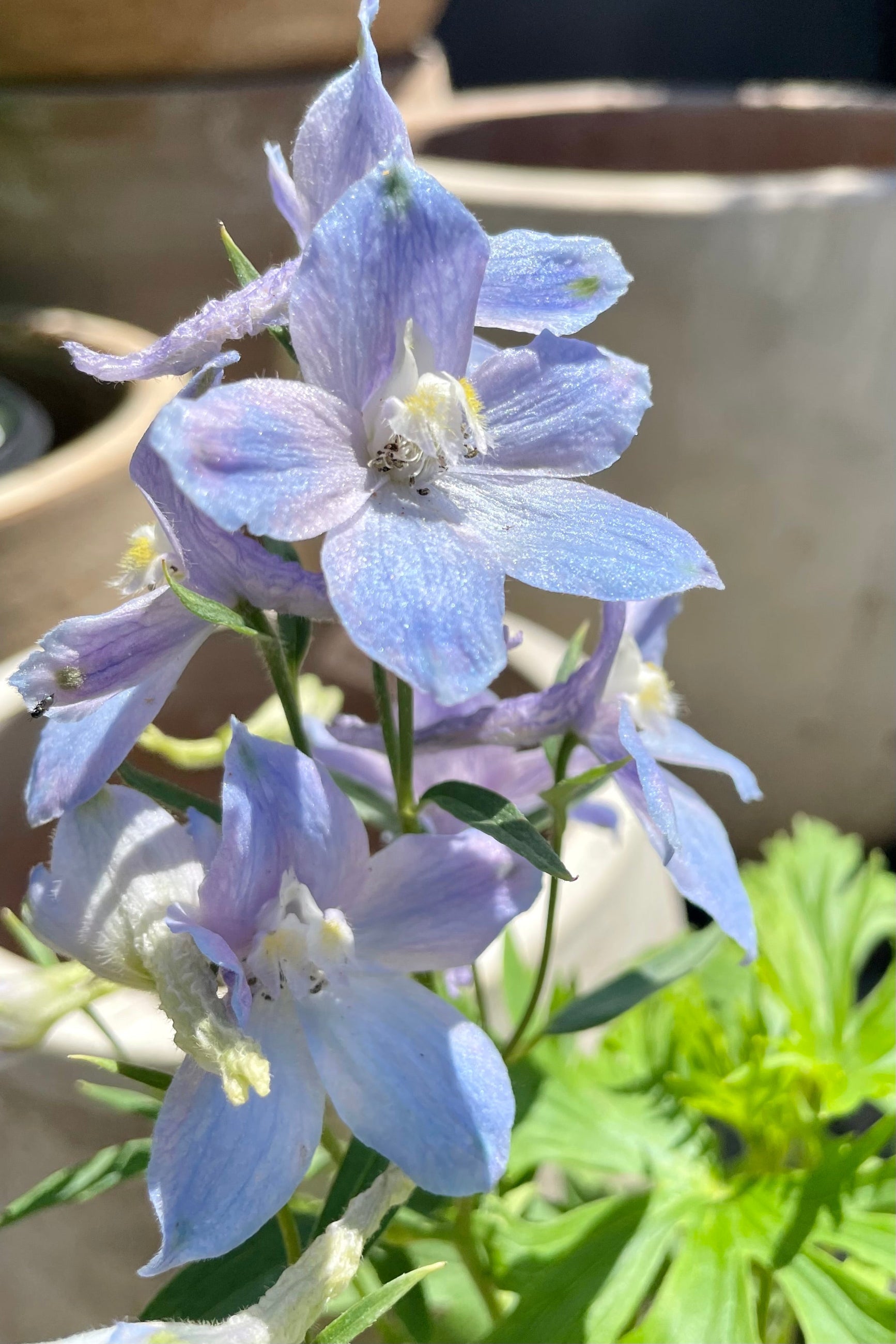 The Delphinium 'Belladonna' in full bloom showing the light blue to purple white open flowers in mid June at Sprout Home.©Sprout Home