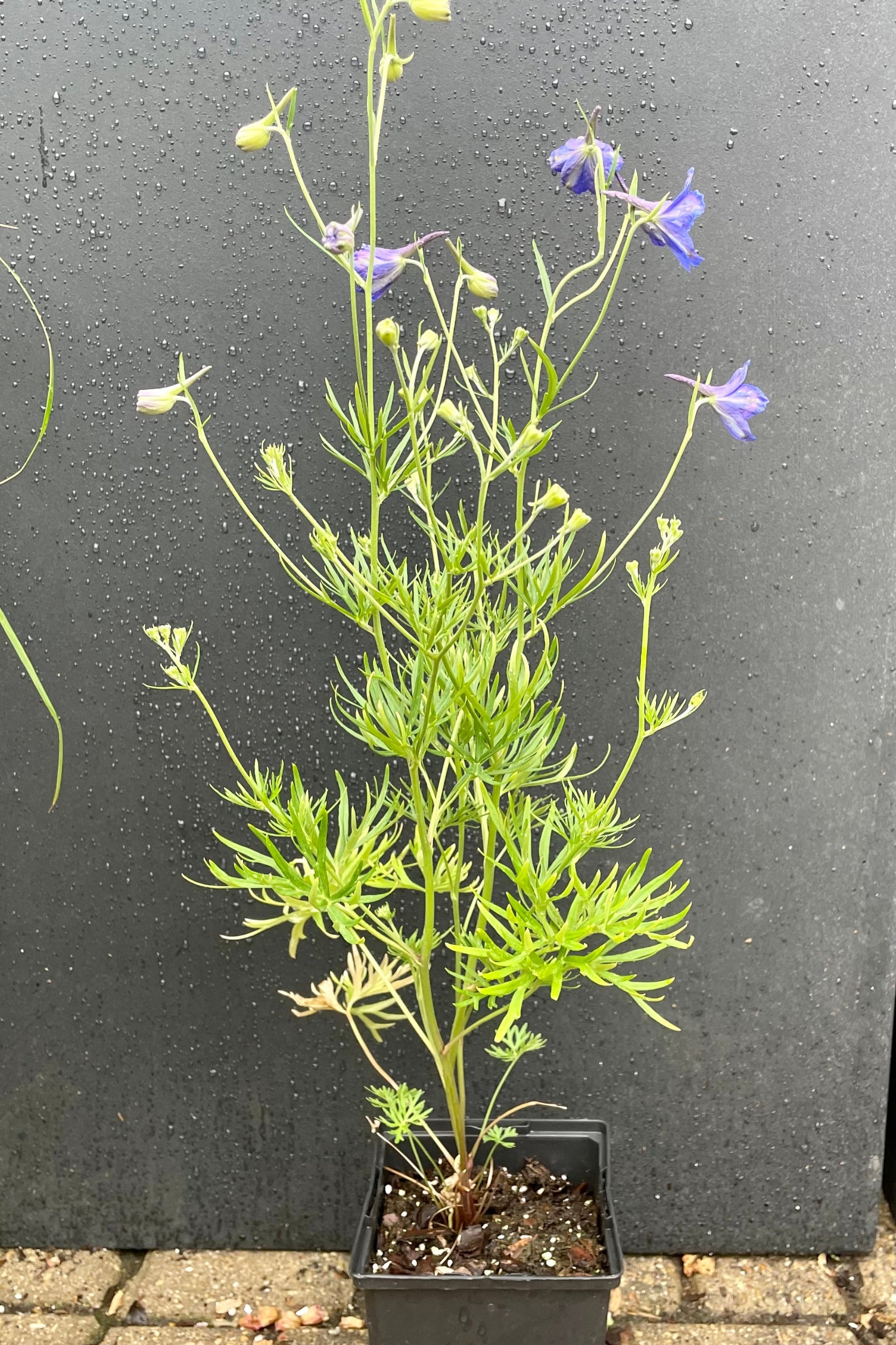 The cobalt blue flowers of the Delphinium 'Blue Butterfly' in bloom the end of May at Sprout Home in a 4.5" growers pot against a black background. ©Sprout Home