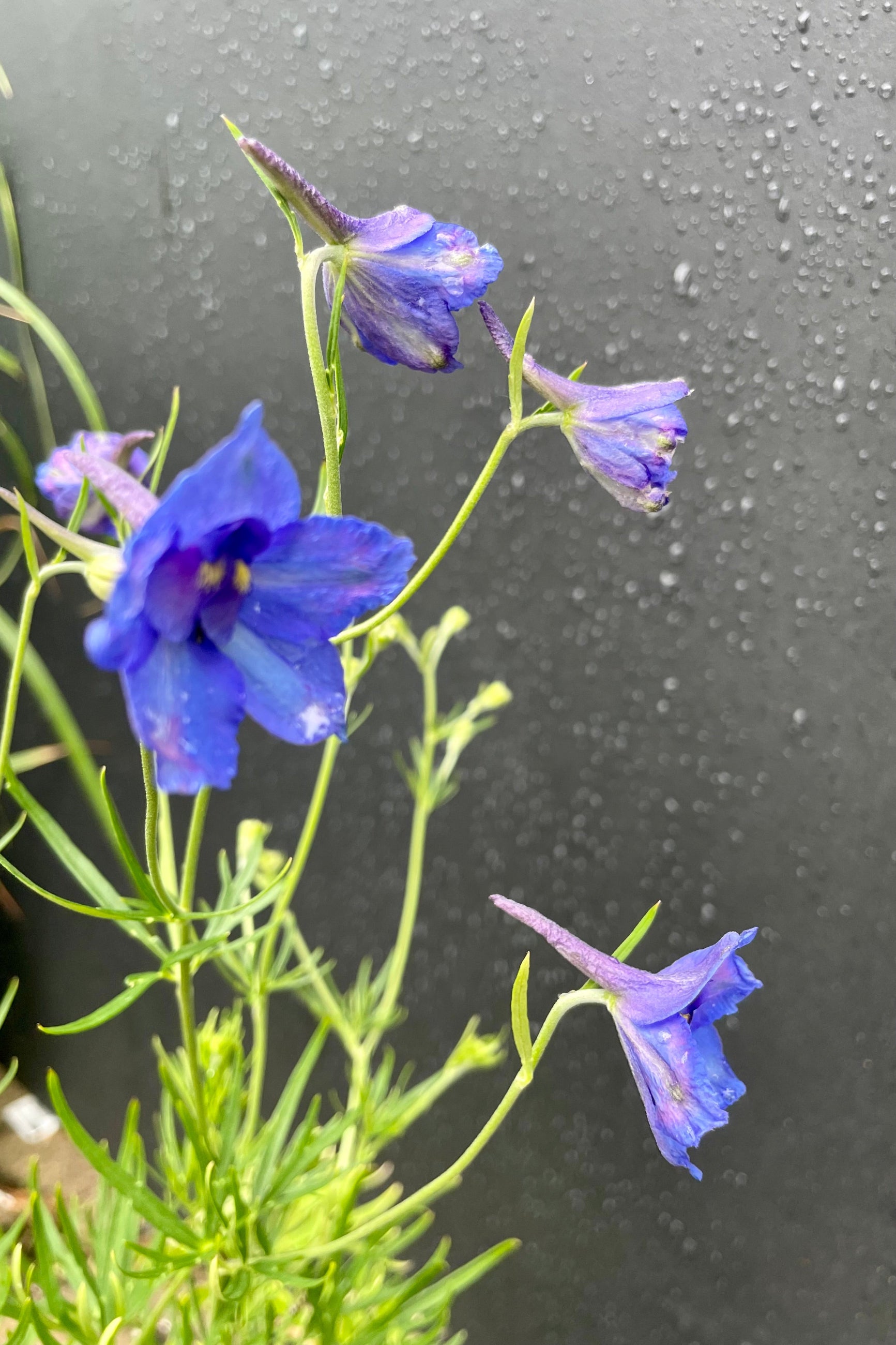 The cobalt blue flowers of the Delphinium 'Blue Butterfly' in bloom the end of May at Sprout Home against a black background. ©Sprout Home