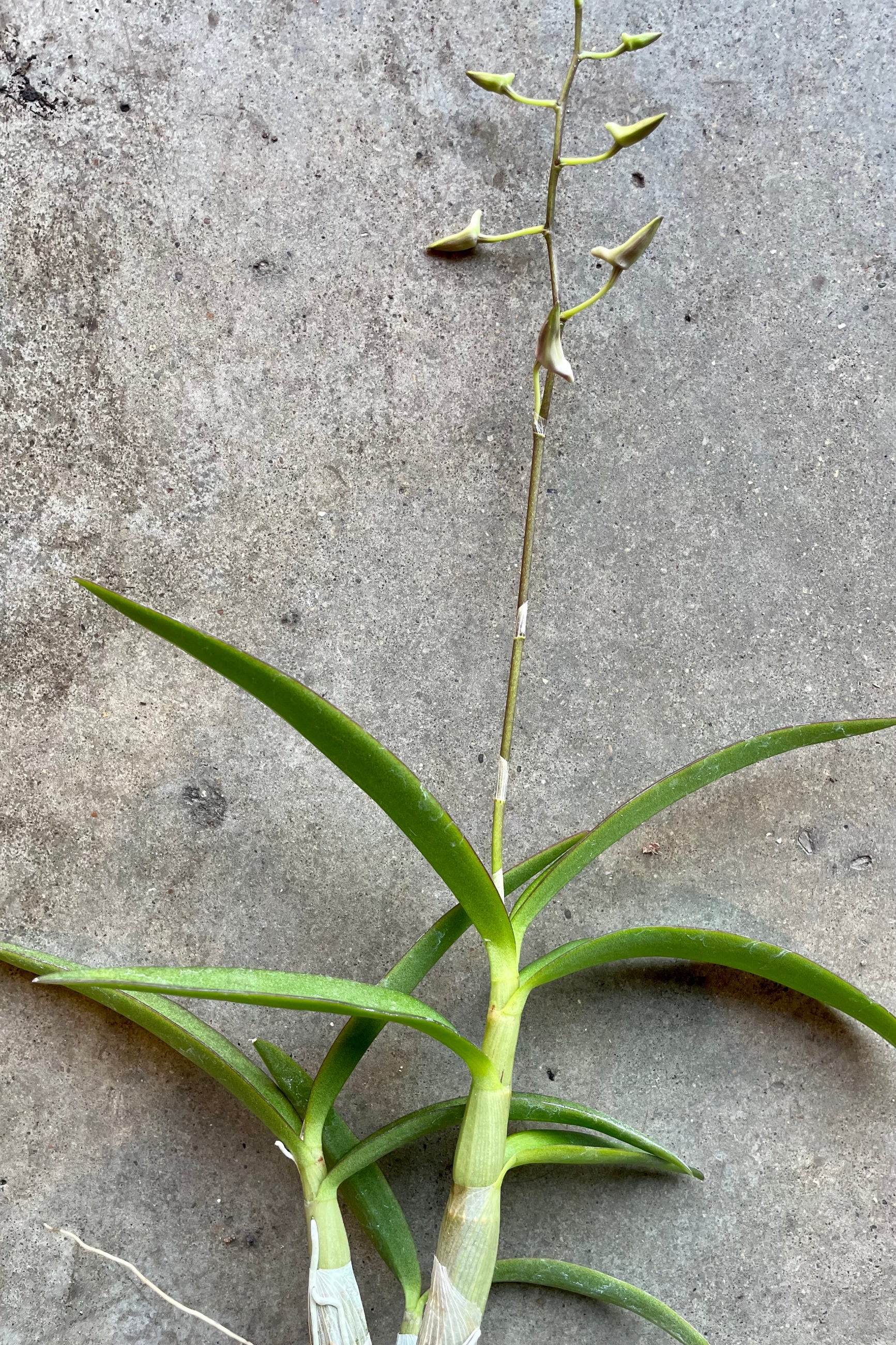 Dendrobium orchid 'Cherry Dance' in bud form at Sprout Home ©Sprout Home