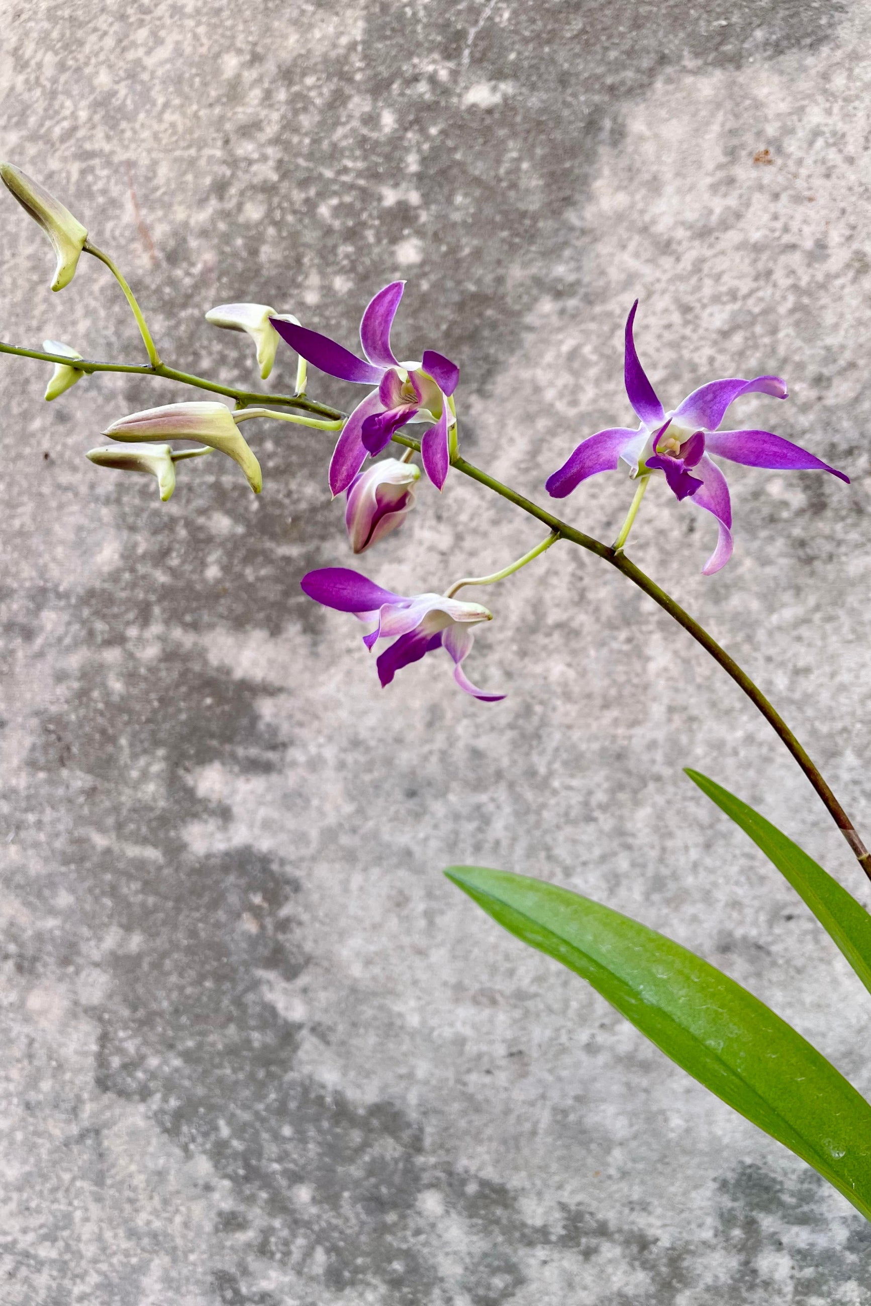 A detailed look at the Dendrobium orchid's bloom. ©Sprout Home