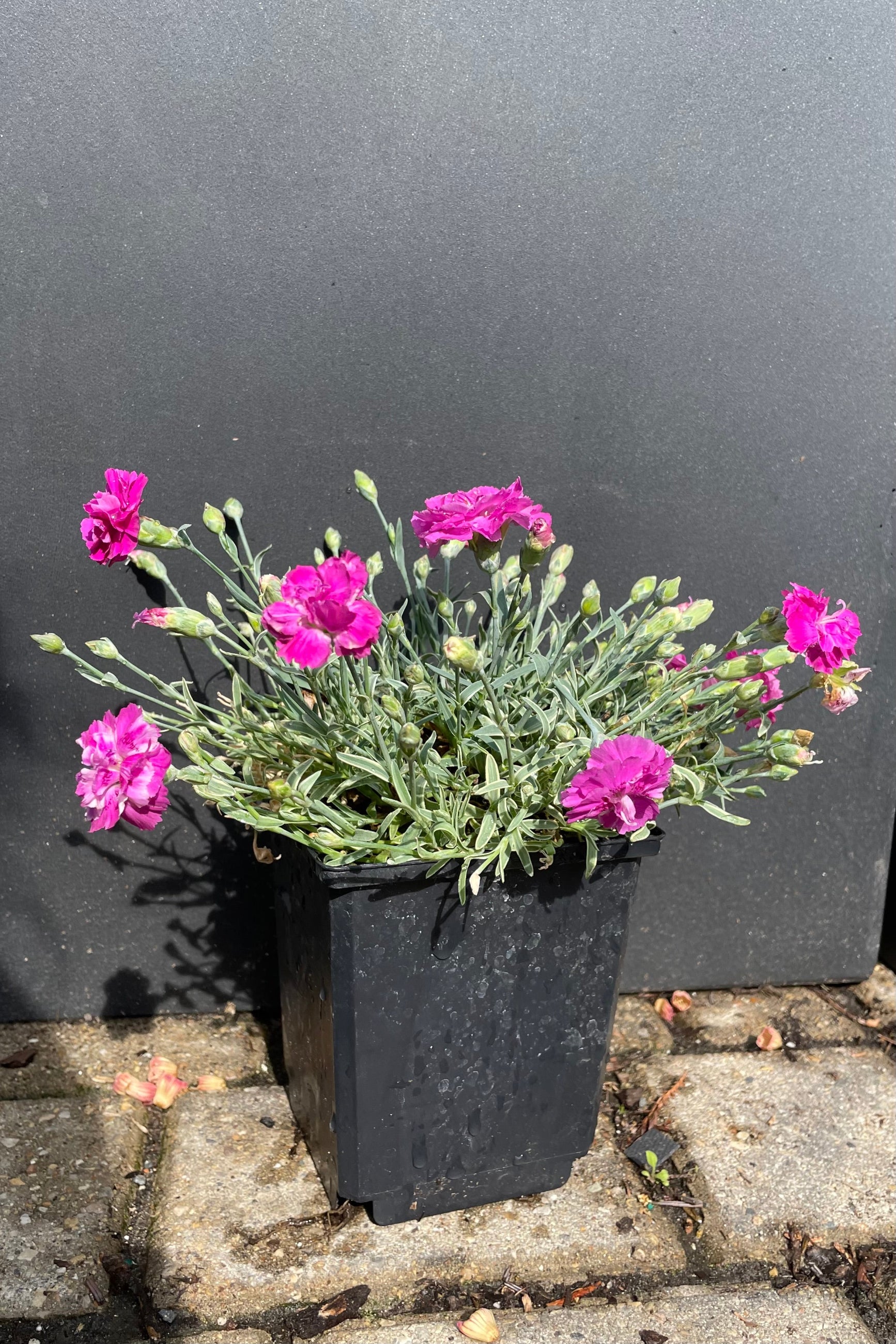 1quart size of the Dianthus 'Edgehog' perennial in bloom the middle of May showing crimson flowers above cream edged blue green foliage in front of a black background at Sprout Home. ©Sprout Home