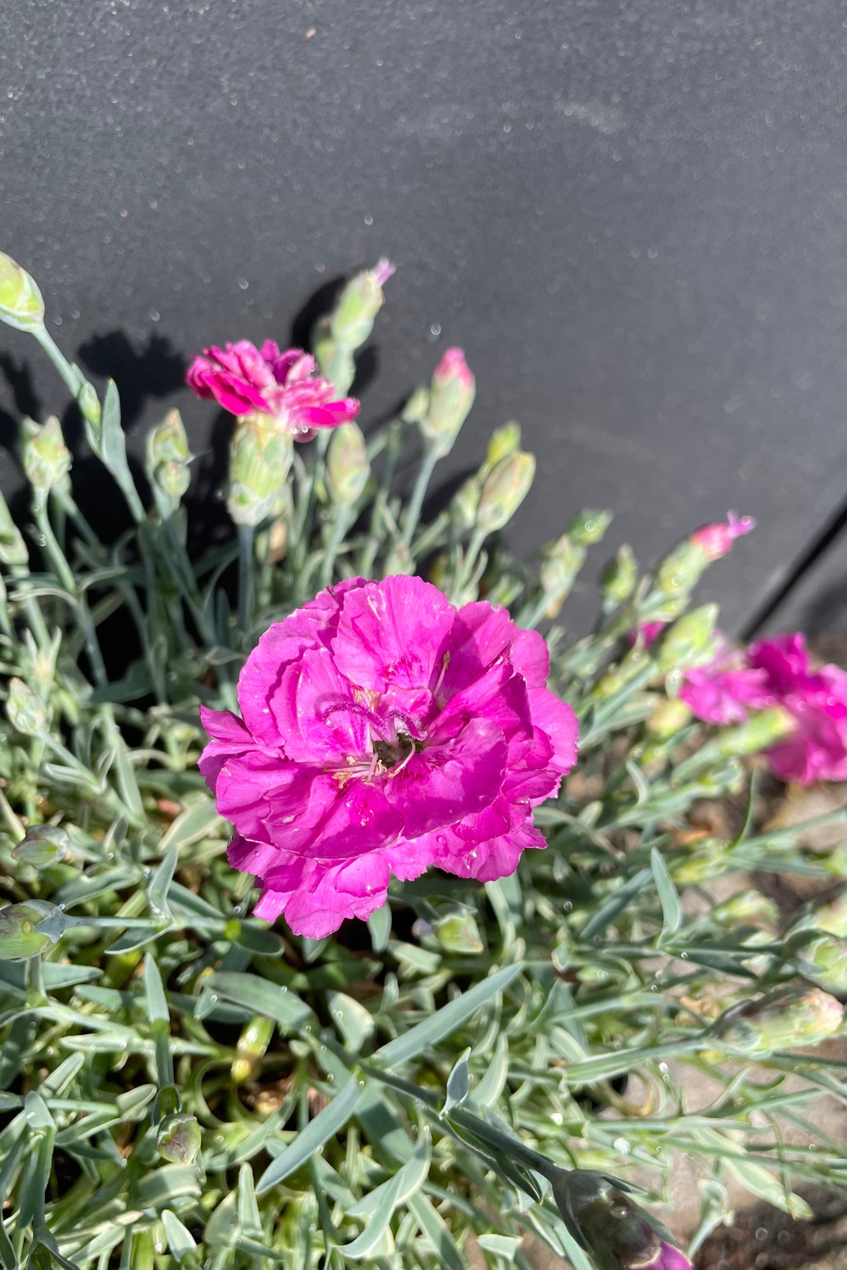 Dianthus 'Edgehog' in bloom showing the bright crimson flowers above blue green edge foliage mid May at Sprout Home. ©Sprout Home