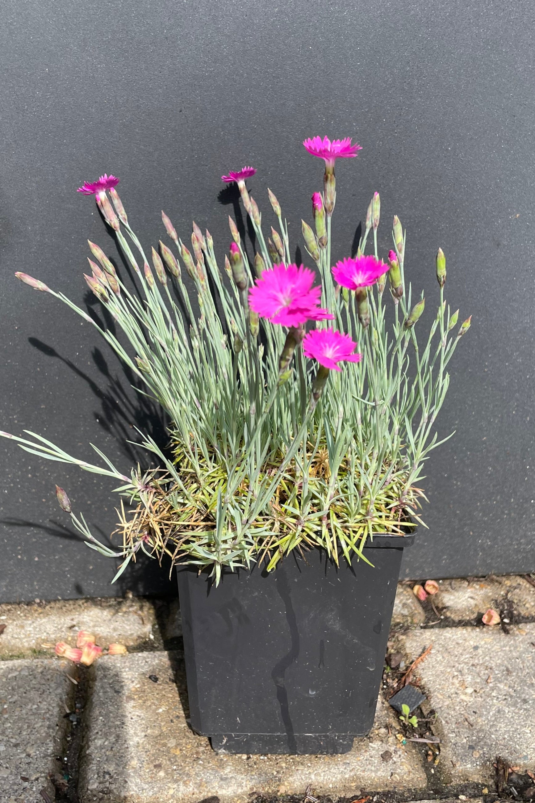 a 1 quart container of the Dianthus 'Firewitch' perennial in bloom mid May showing the hot pink flowers and blue green stems at Sprout Home. ©Sprout Home