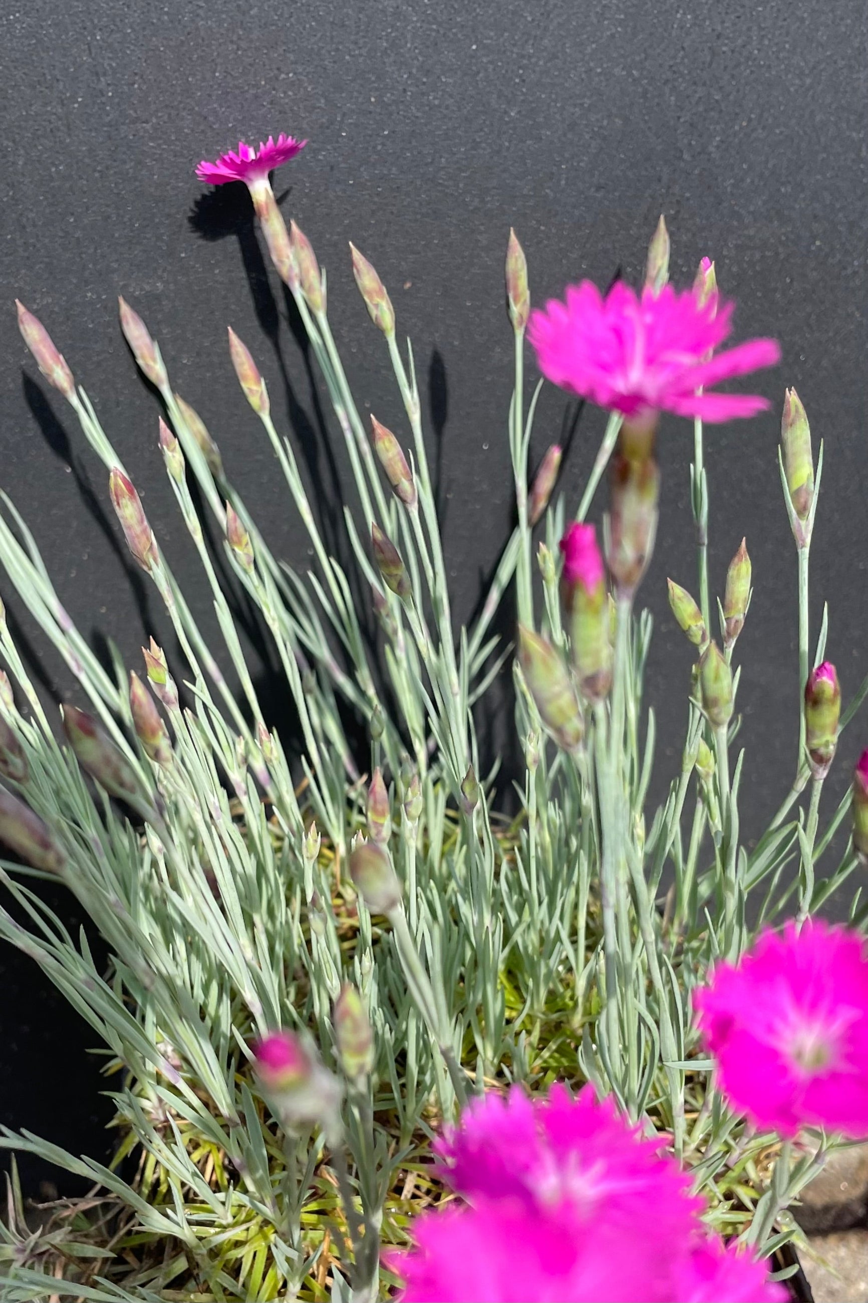 an up close picture of the hot pink bloom and blue green spikes foliage of the Dianthus 'Firewitch' ©Sprout Home