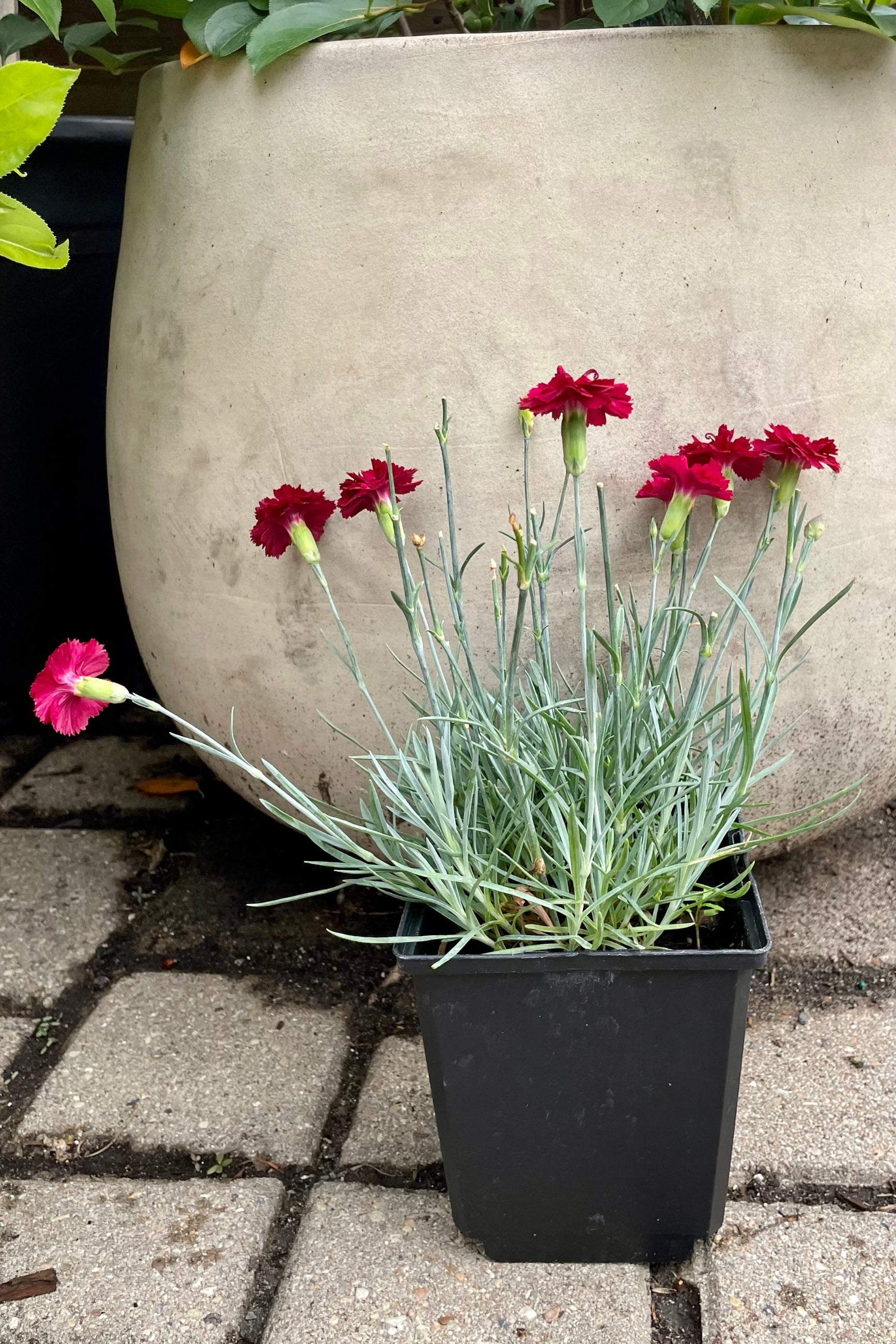 Dianthus 'Frosty Fire' in bloom middle of July in a quart size growers pot in front of a terracotta pot at Sprout Home. ©Sprout Home