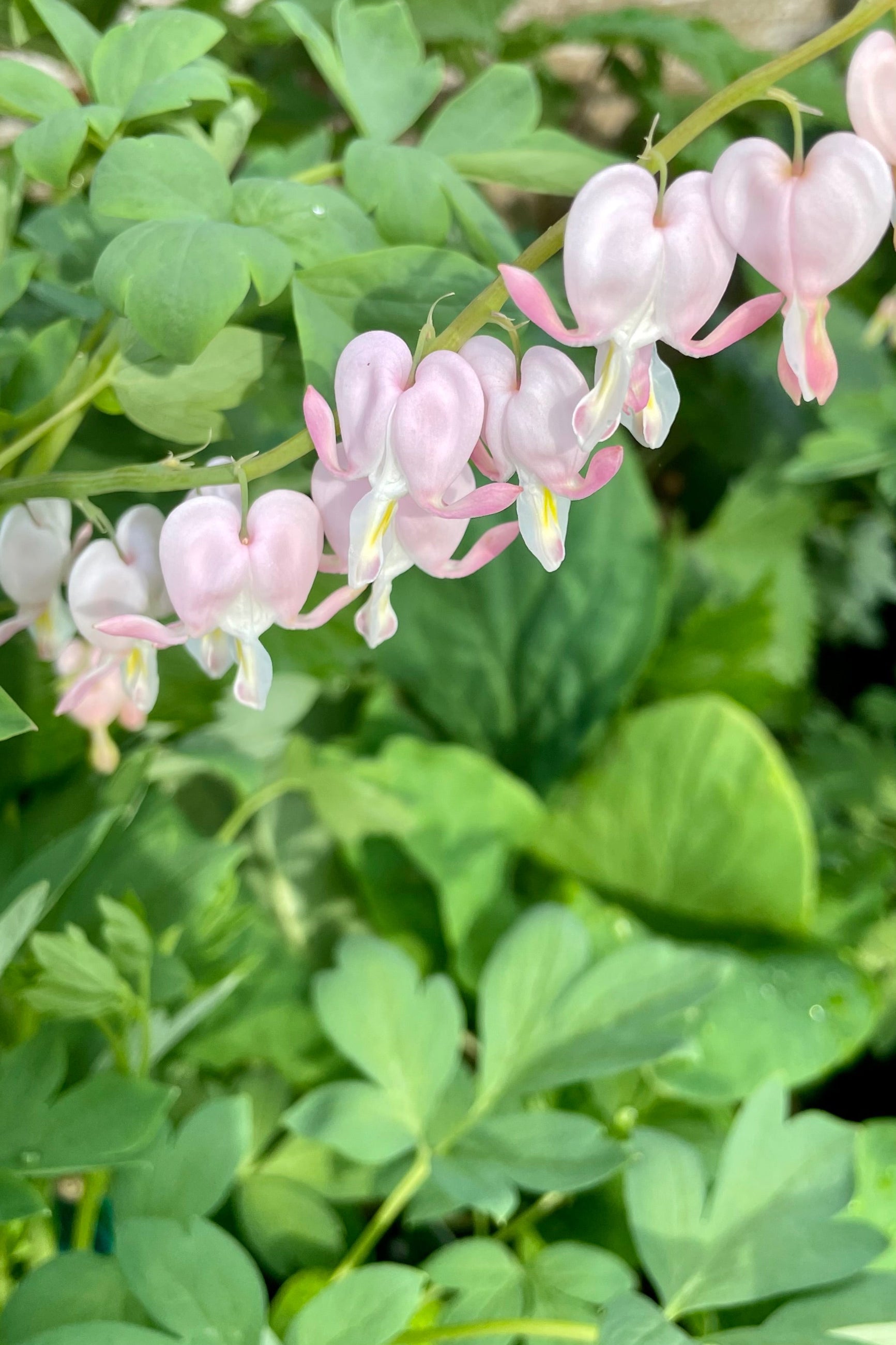 The sweet pink and white blooms of the Dicentra 'Cupid' in full bloom mid May at Sprout home with its light green leaves in the background. ©Sprout Home