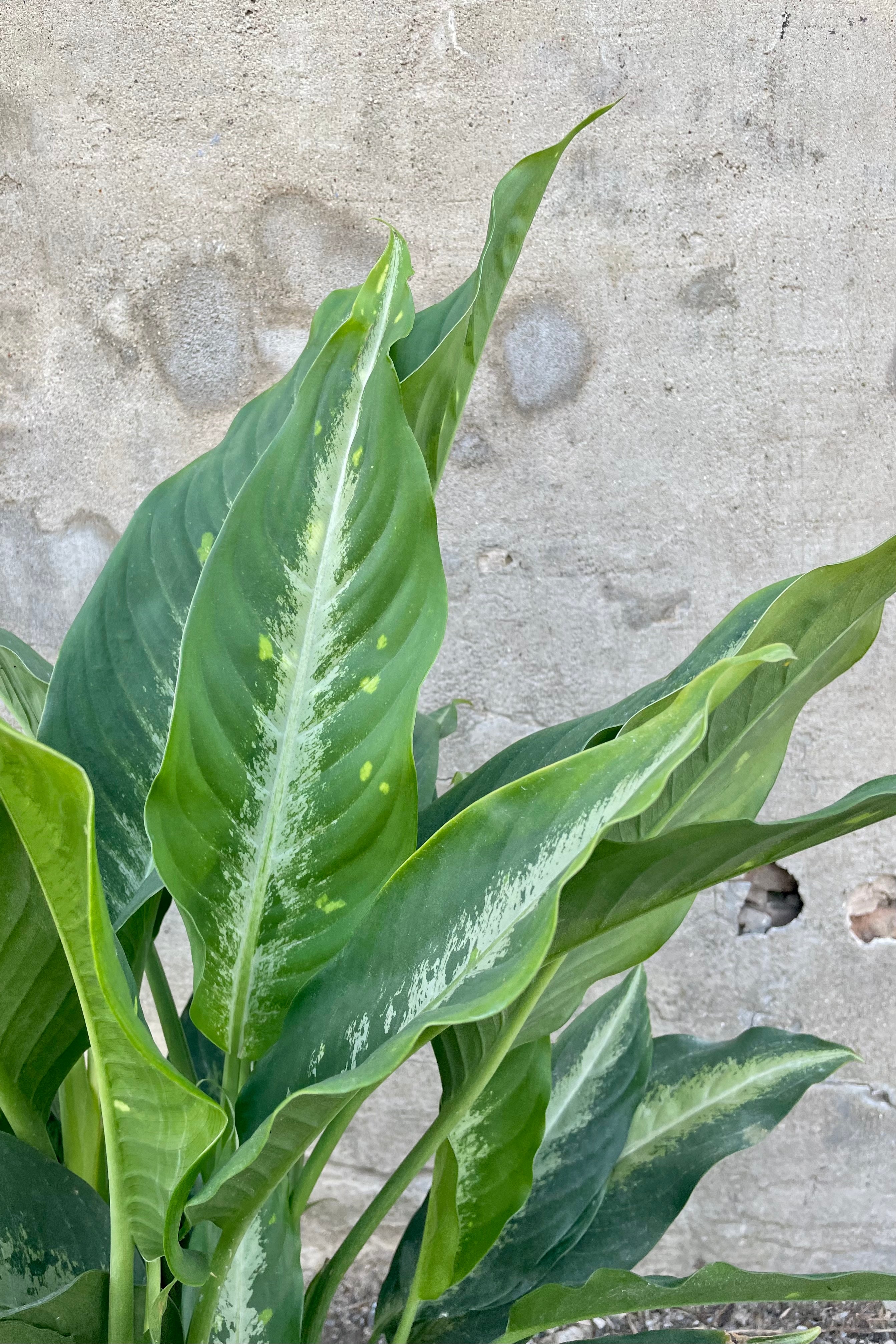 Dieffenbachia 'Panther' 10" close up detail with green variegated leaves against a grey wall