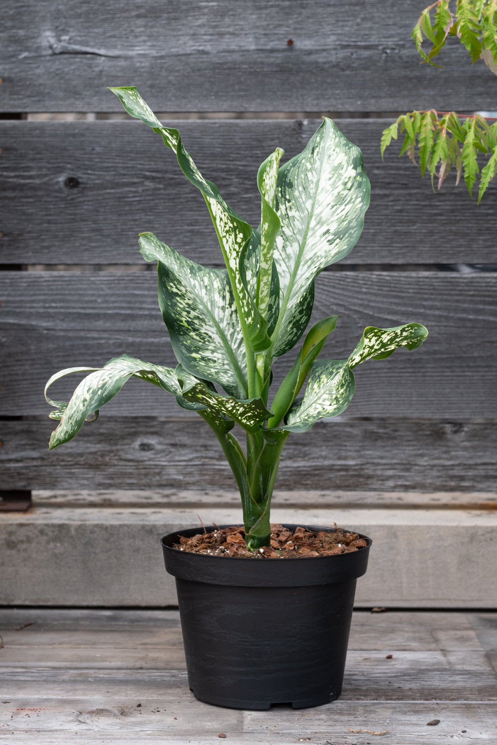 Tiki Dieffenbachia in a 8" growers pot shown from the side against wood fence. ©Sprout Home