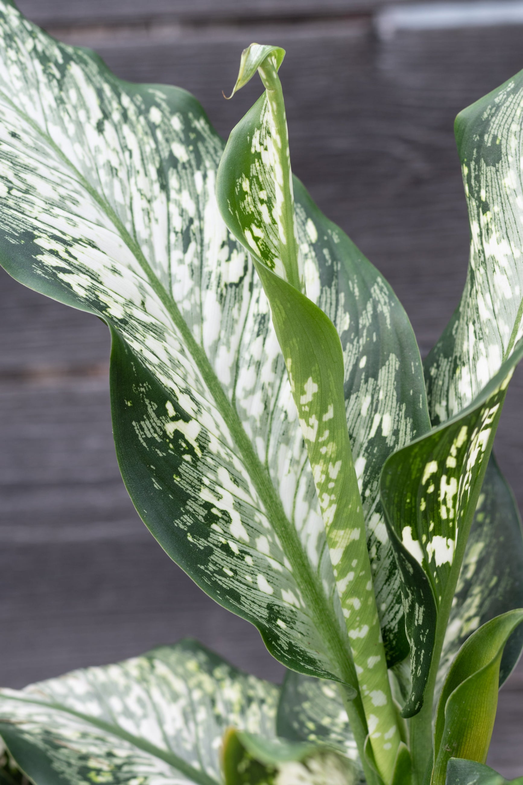 A Dieffenbachia maculta 'Tiki' plant with green and white speckled leaves. ©Sprout Home ©Sprout Home