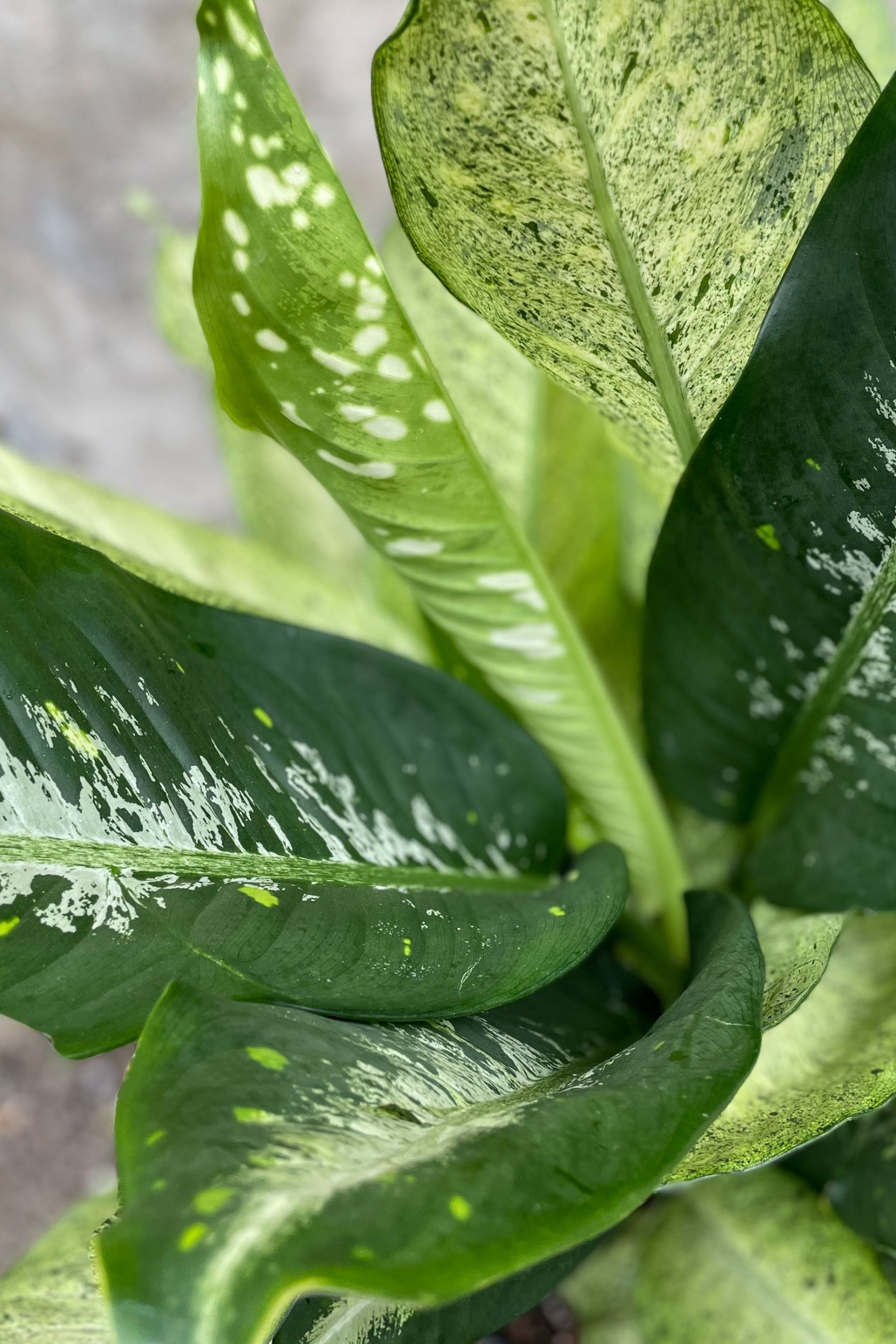 Close up of Dieffenbachia 'Camouflage' leaves ©Sprout Home