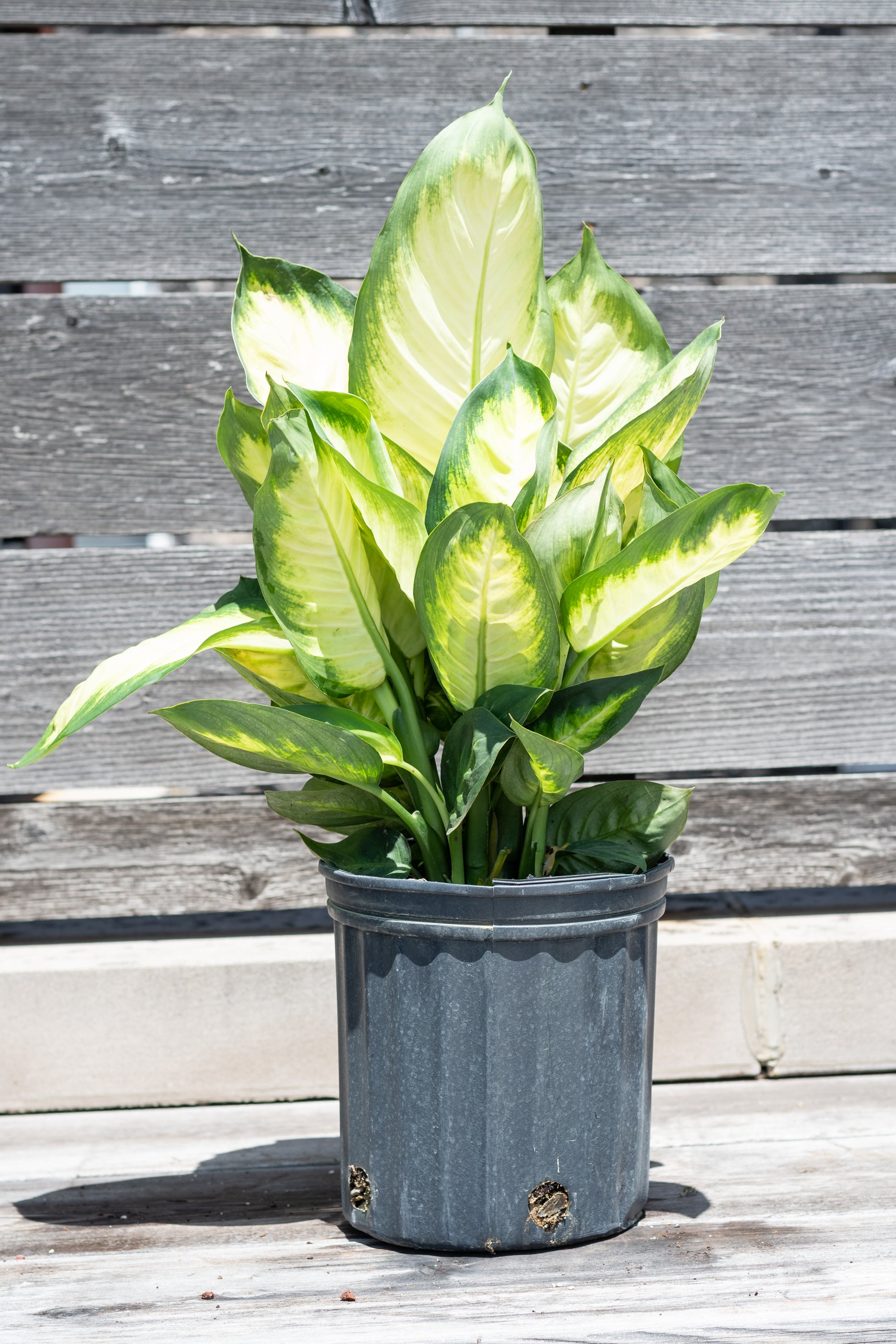 Dieffenbachia 'Tropic Marianne' in grow pot in front of grey wood background