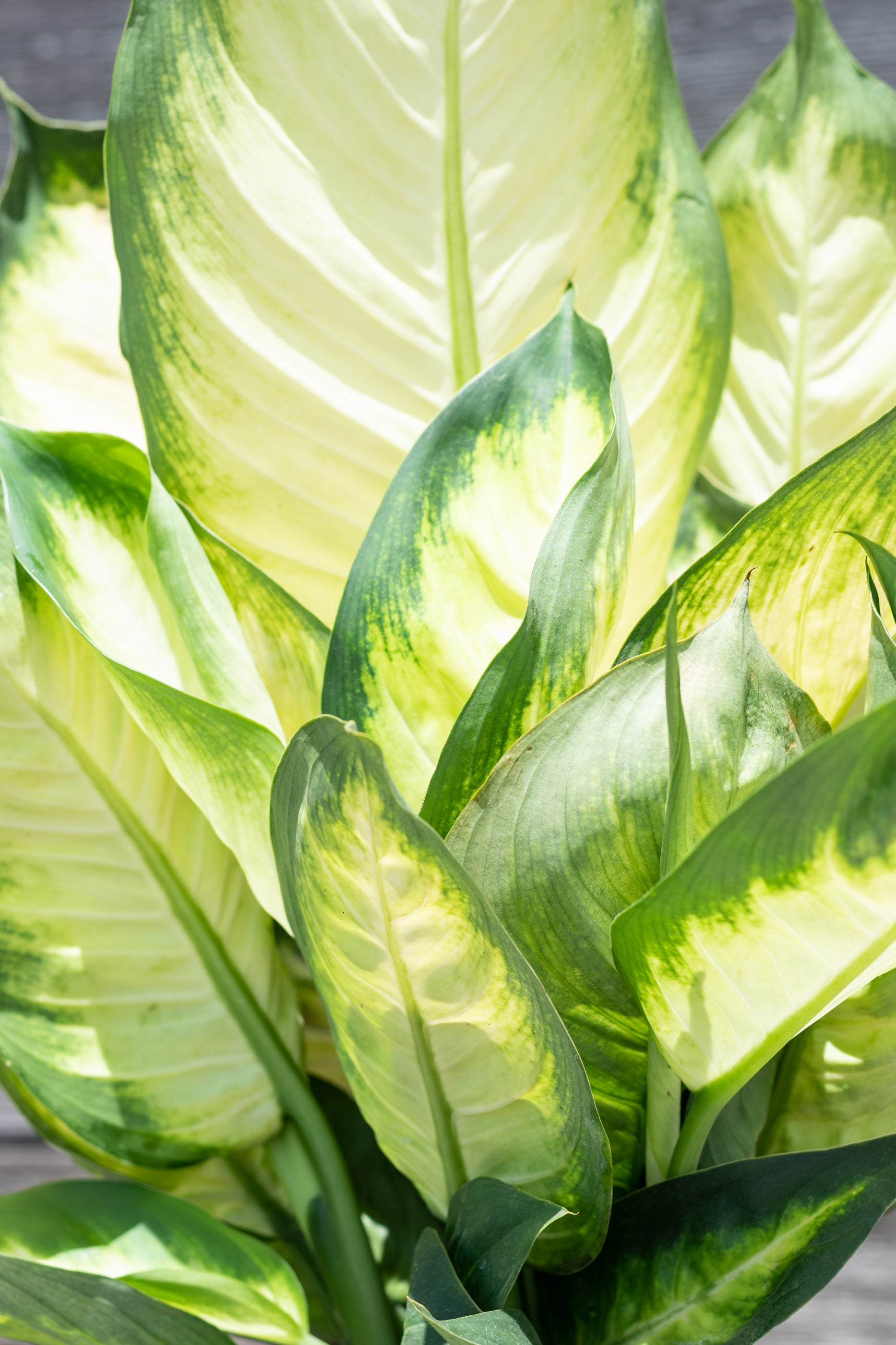 Close up of Dieffenbachia 'Tropic Marianne' leaves