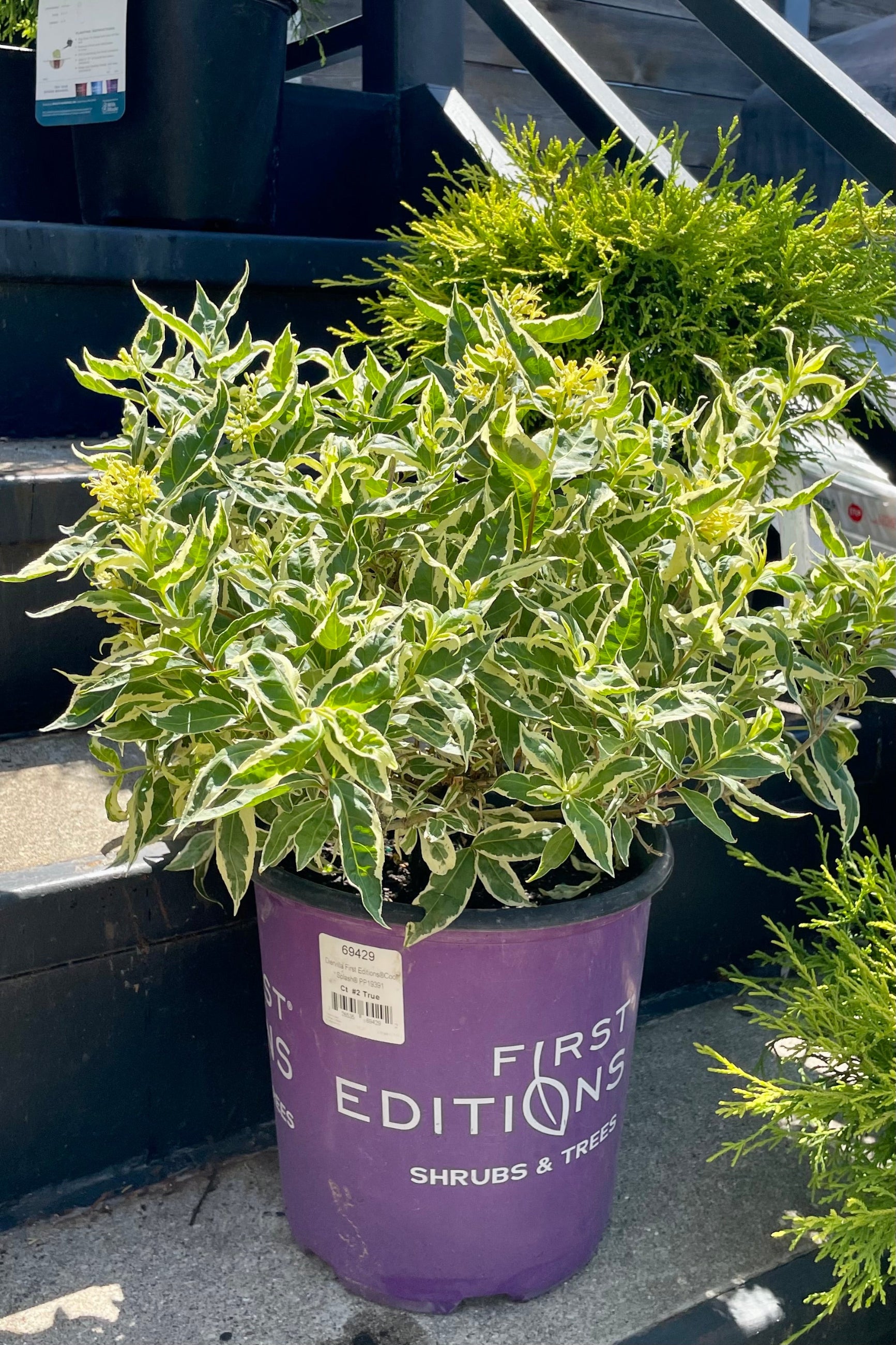 #2 container of the Diervilla 'Cool Splash' shrub in bloom showing the yellow flowers and white and green variegated leaves on a set of stairs at Sprout Home the end of June. ©Sprout Home