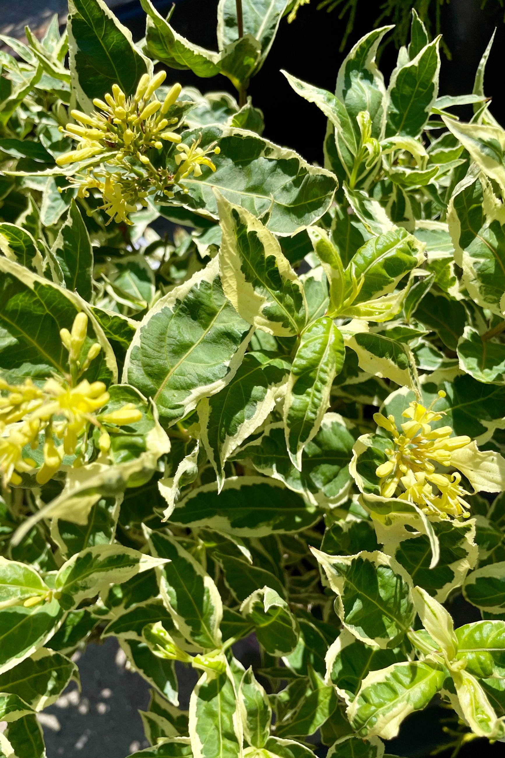 Detail picture of the white and green variegated ovate leaves of the Diervilla 'Cool Splash' in bloom showing the yellow flowers at the end of June at Sprout Home. ©Sprout Home