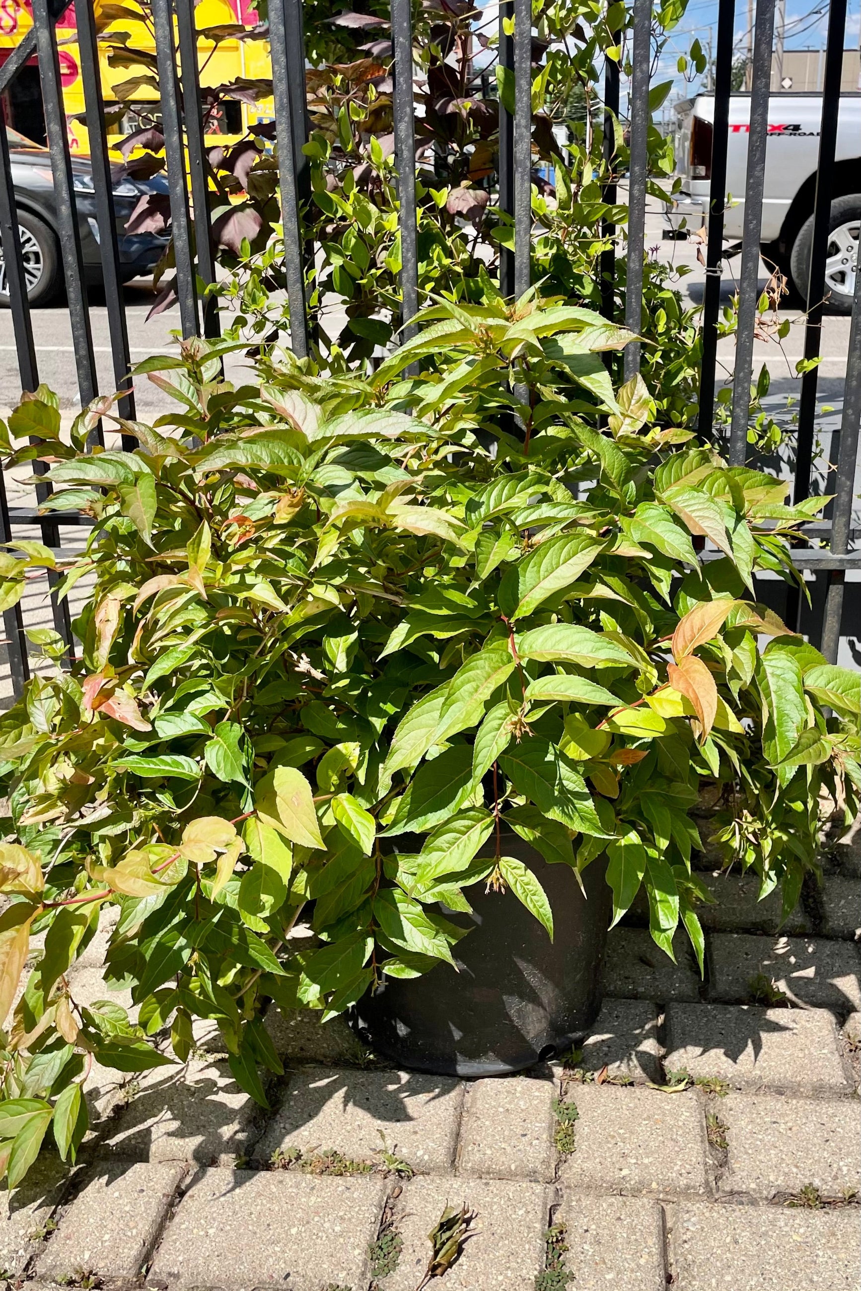 The Diervilla lonicera, dwarf honeysuckle bush, the end of July at Sprout Home showing the mass of ovate green with maroon tinted leaves. ©Sprout Home