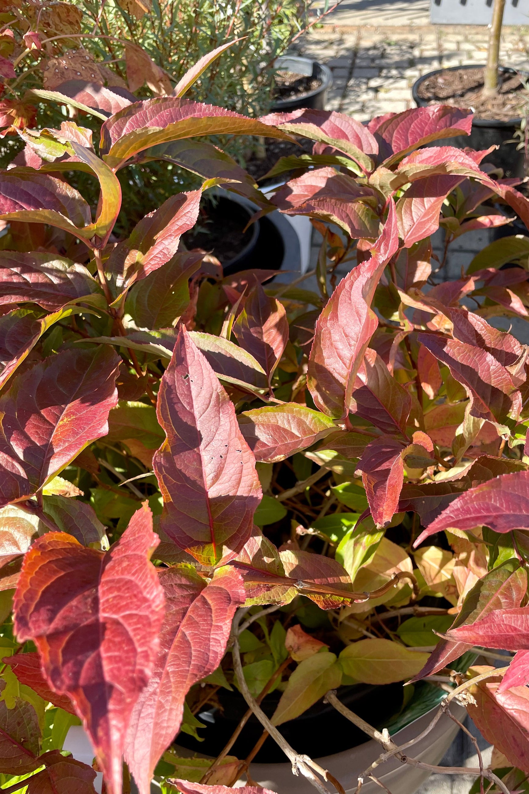 Fall coloration on the leaves of Diervilla lonicera the beginning of October at Sprout Home ©Sprout Home