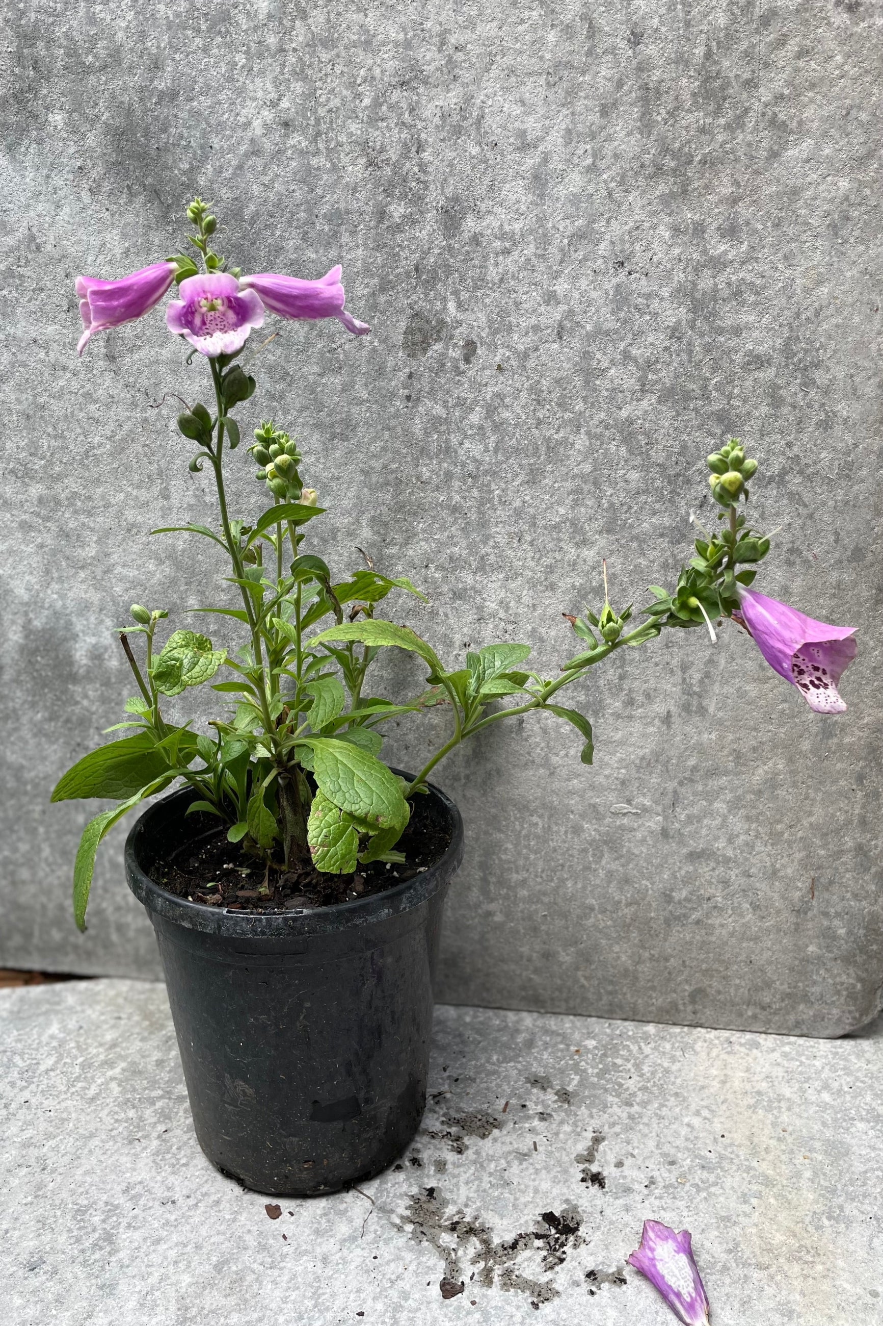 Digitalis 'Dalmatian Rose' foxglove plant in bloom mid July in a #1 growers pot. ©Sprout Home