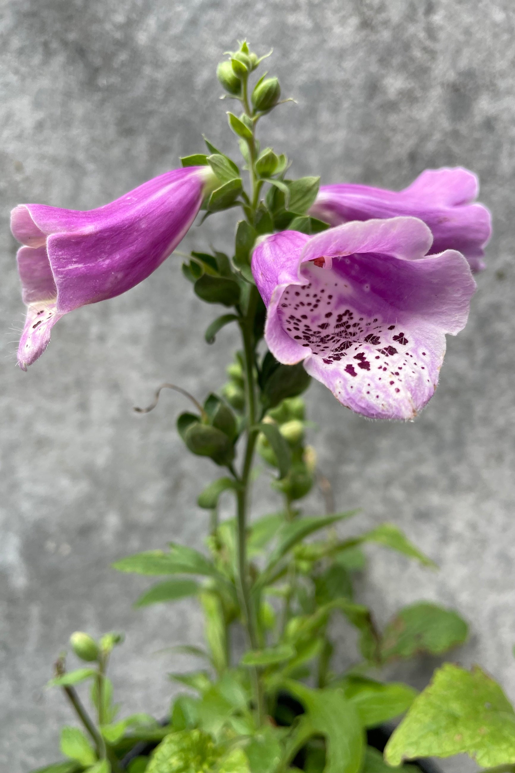 Digitalis 'Dalmatian Rose' foxglove detail picture of the plant in bloom with purple flowers mid July. ©Sprout Home