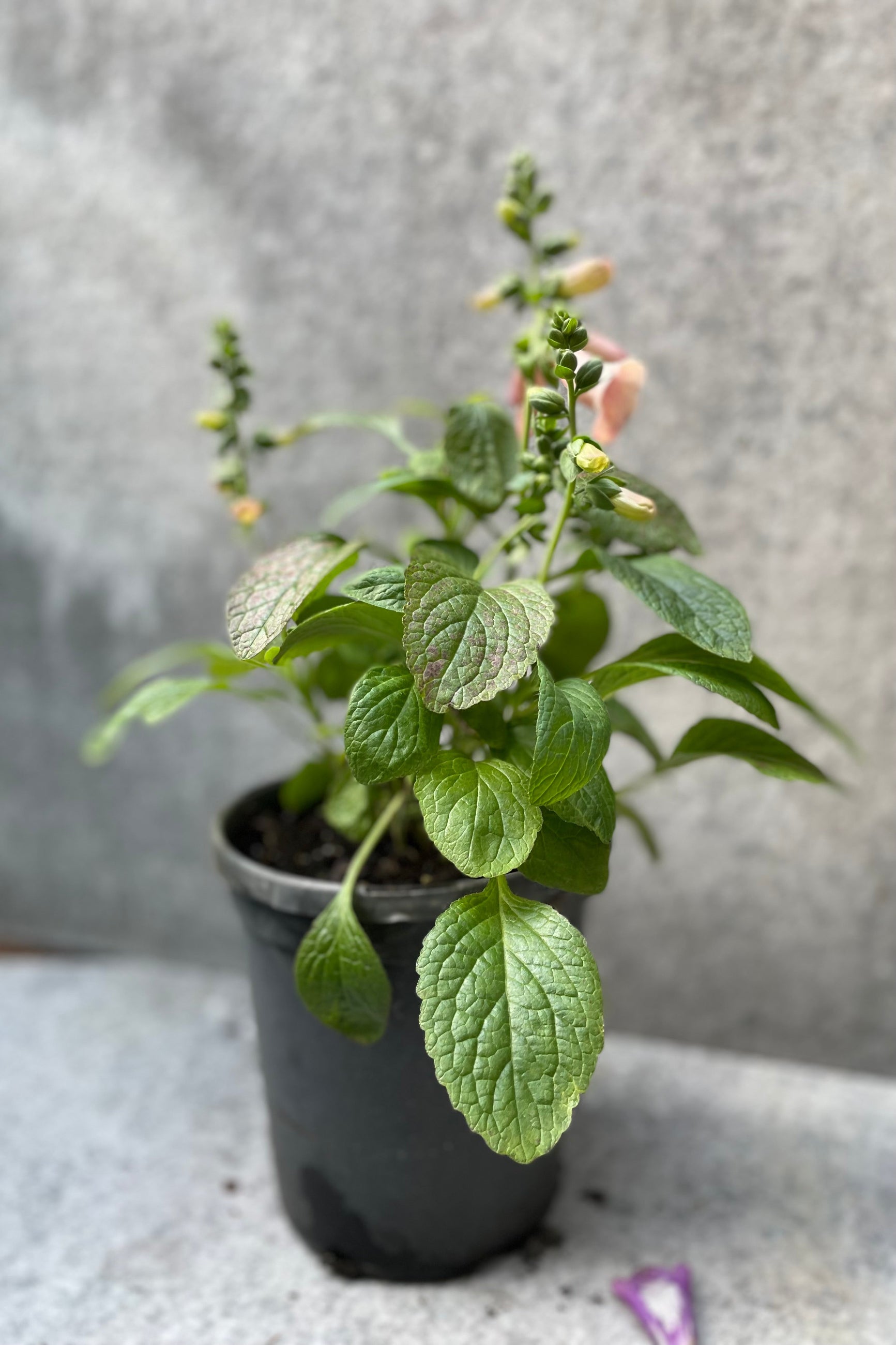 Digitalis 'Dalmation Peach' in bloom during mid July in a #1 growers pot. ©Sprout Home
