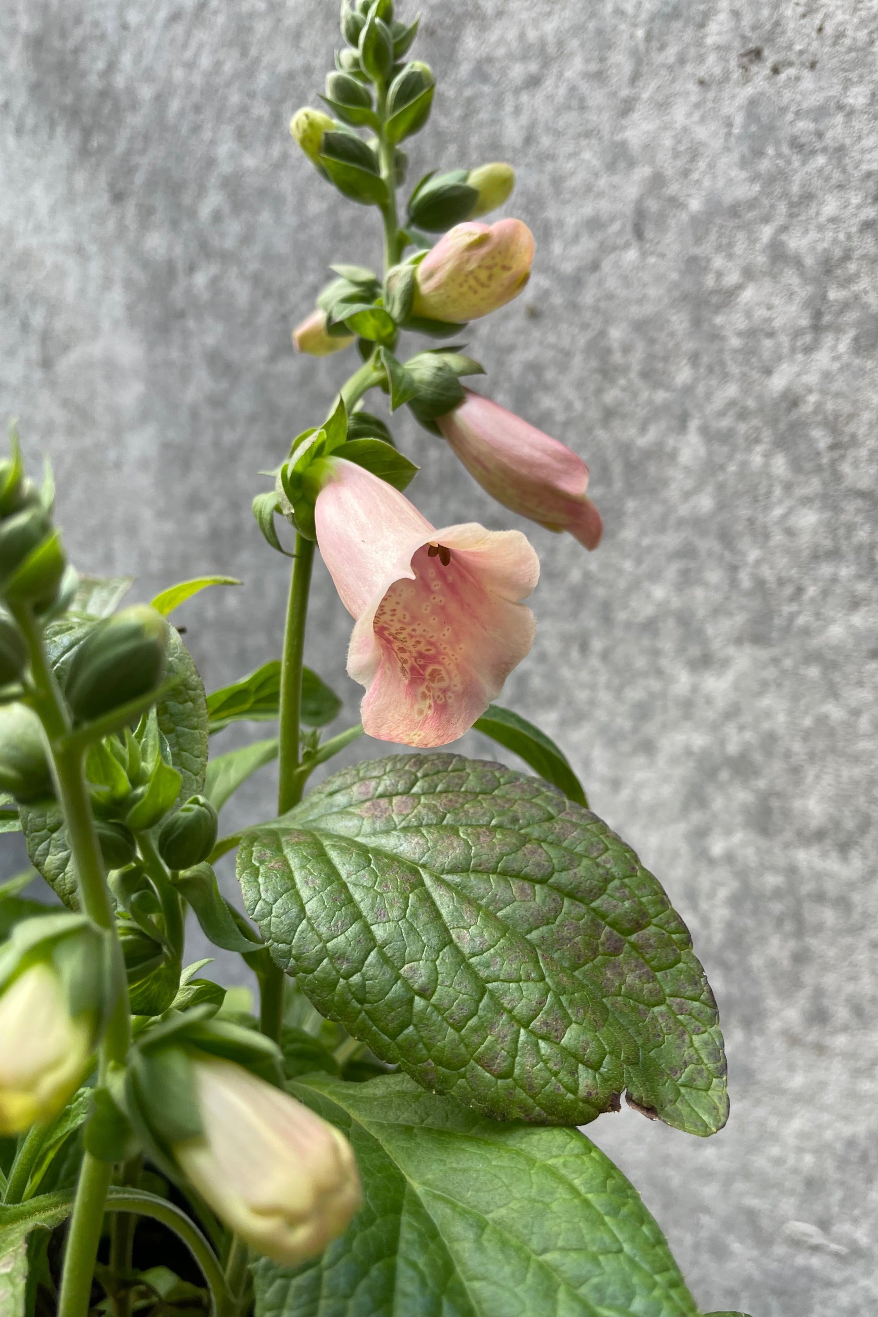 Digitalis 'Dalmation Peach' foxglove detailed picture of the peach bloom in mid July. ©Sprout Home