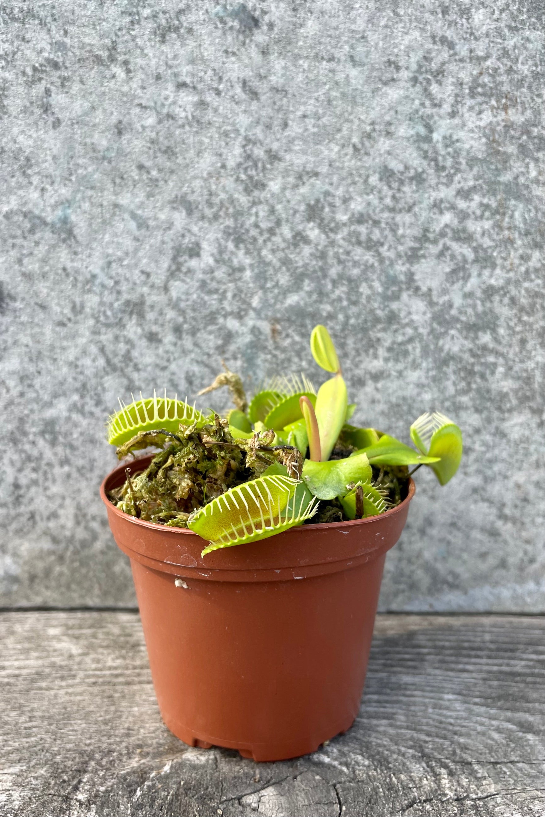 Dionaea "Venus Flytrap" 3" against a grey wall ©Sprout Home