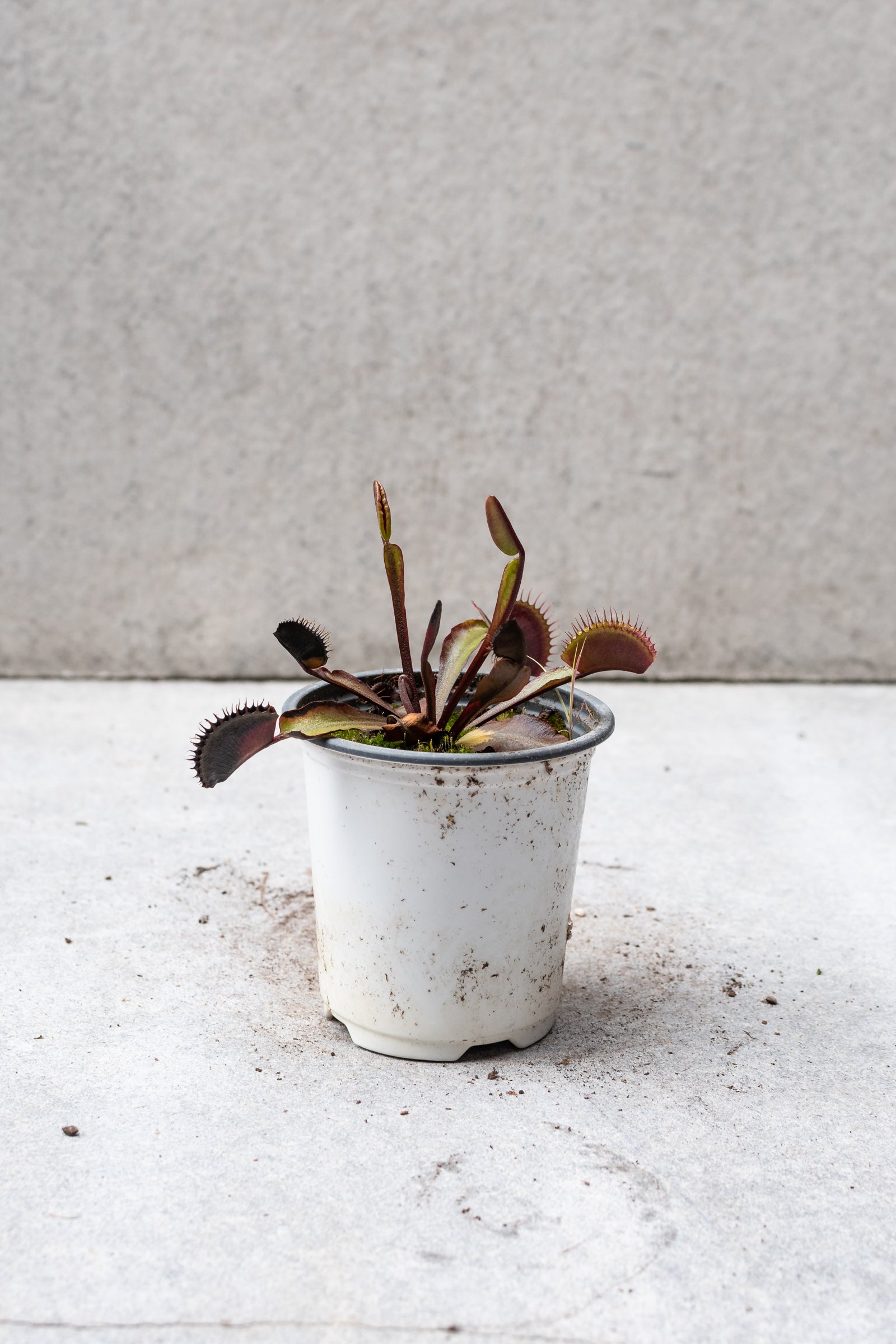 Dark red Dionaea Venus flytrap plant in a 4 inch pot. ©Sprout Home