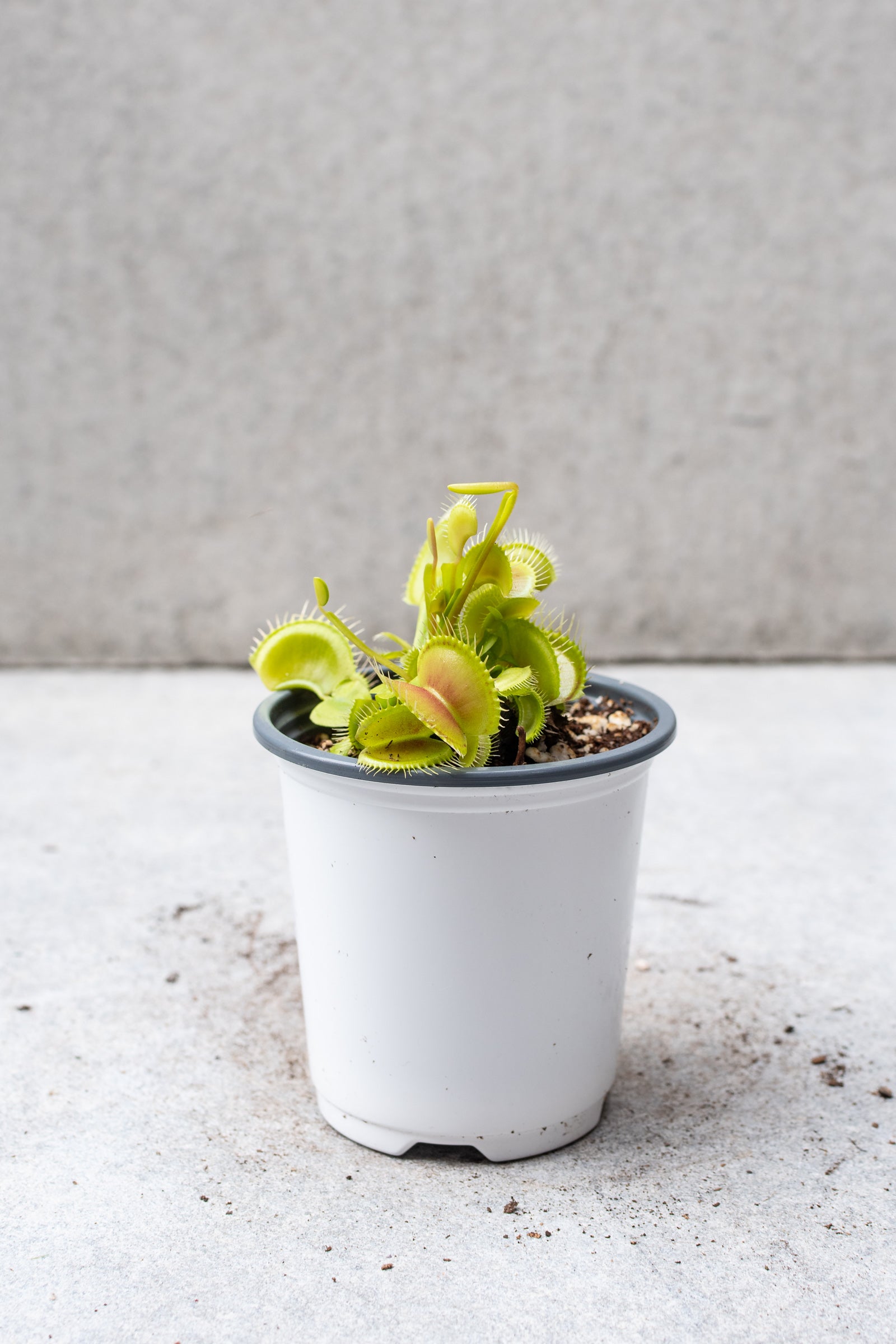 Light green DIonaea Venus flytrap in a 4 inch pot. ©Sprout Home