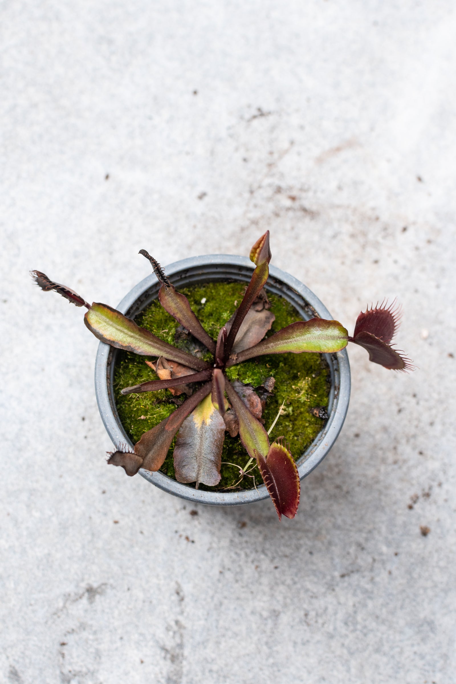 red and green Venus flytrap pictured from above in a 4 inch pot. ©Sprout Home
