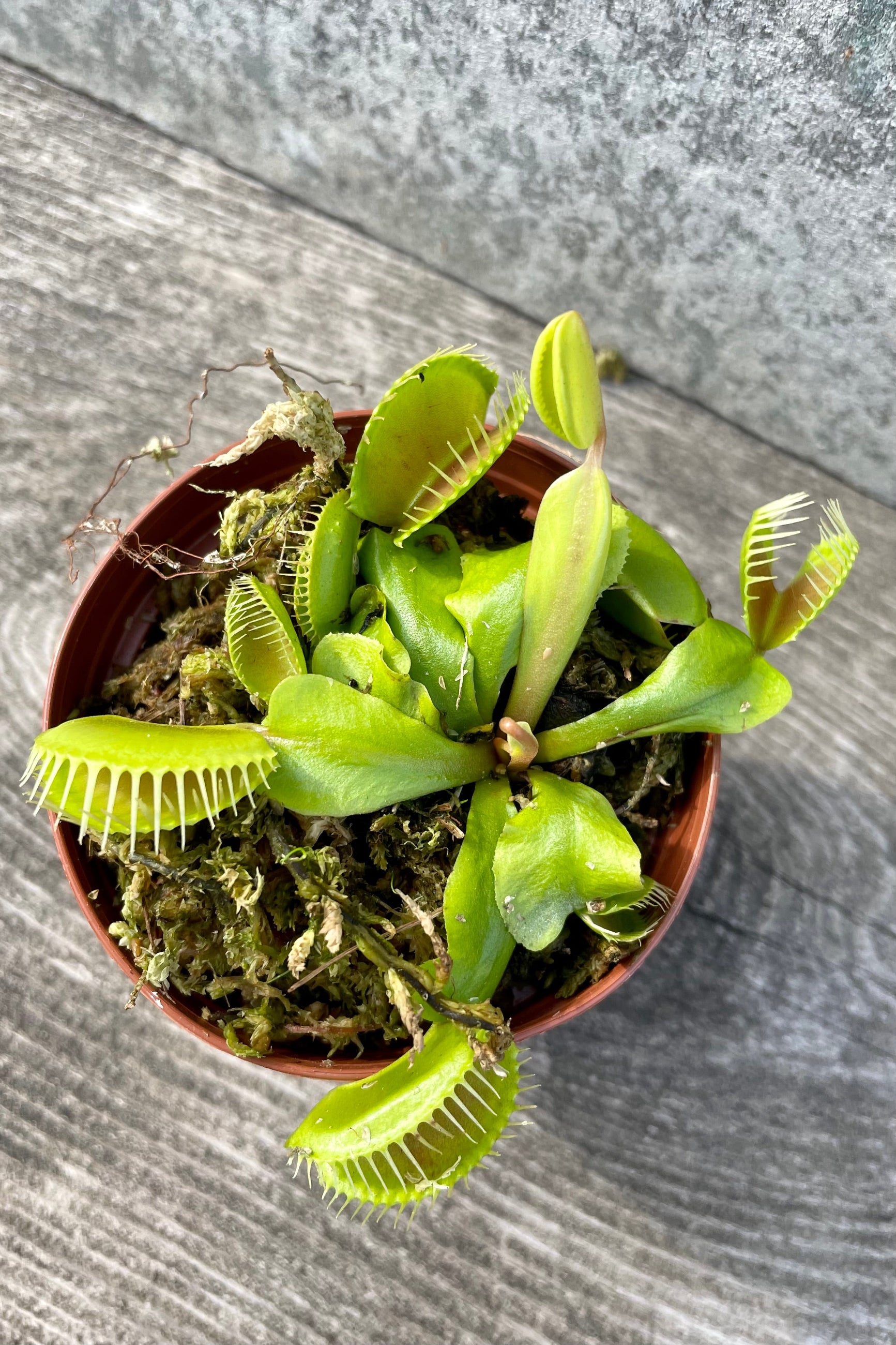 detail Dionaea "Venus Flytrap" 3" against a grey wall ©Sprout Home