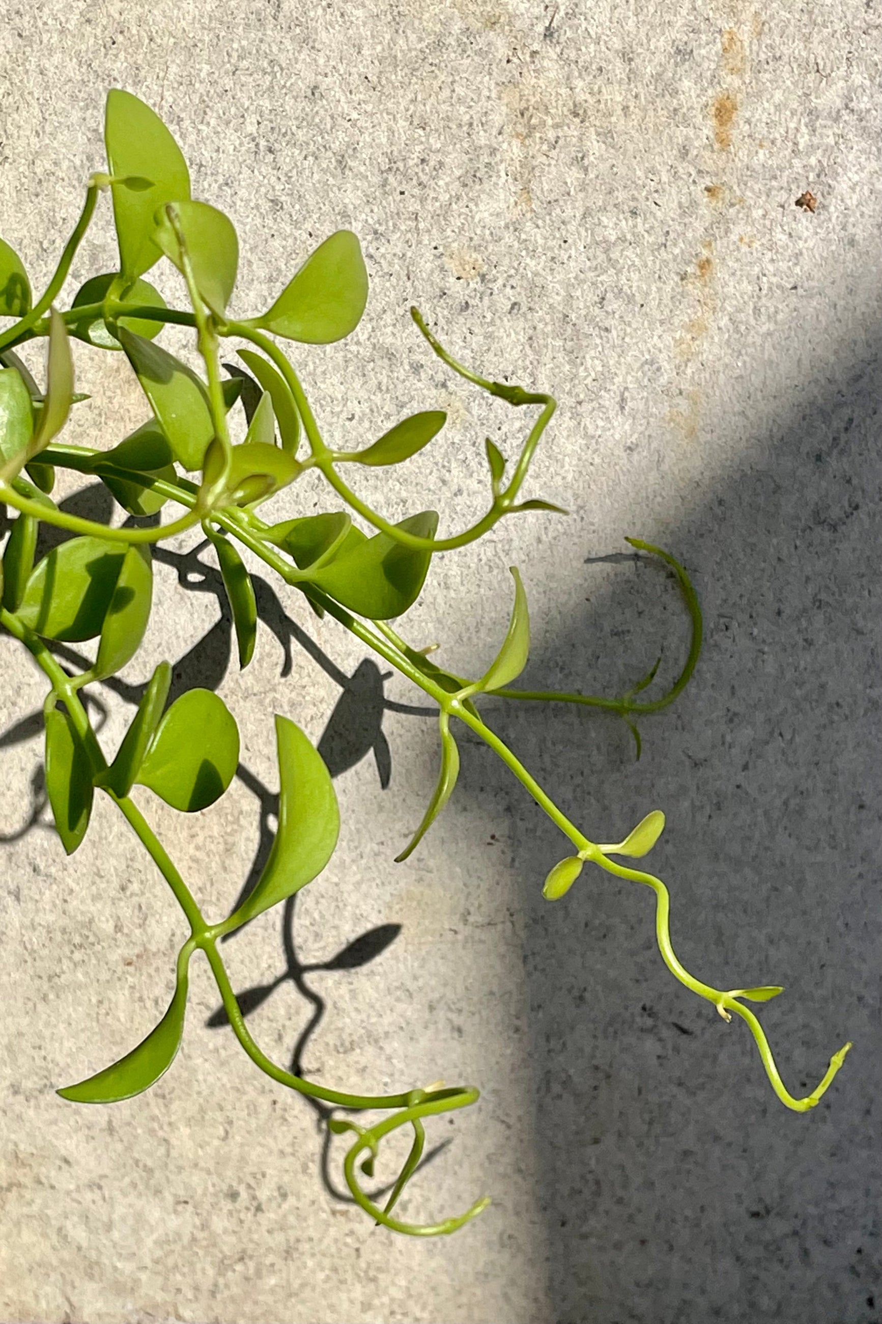 Dischidia 4" detail of green spiral hanging vines against a grey wall ©Sprout Home
