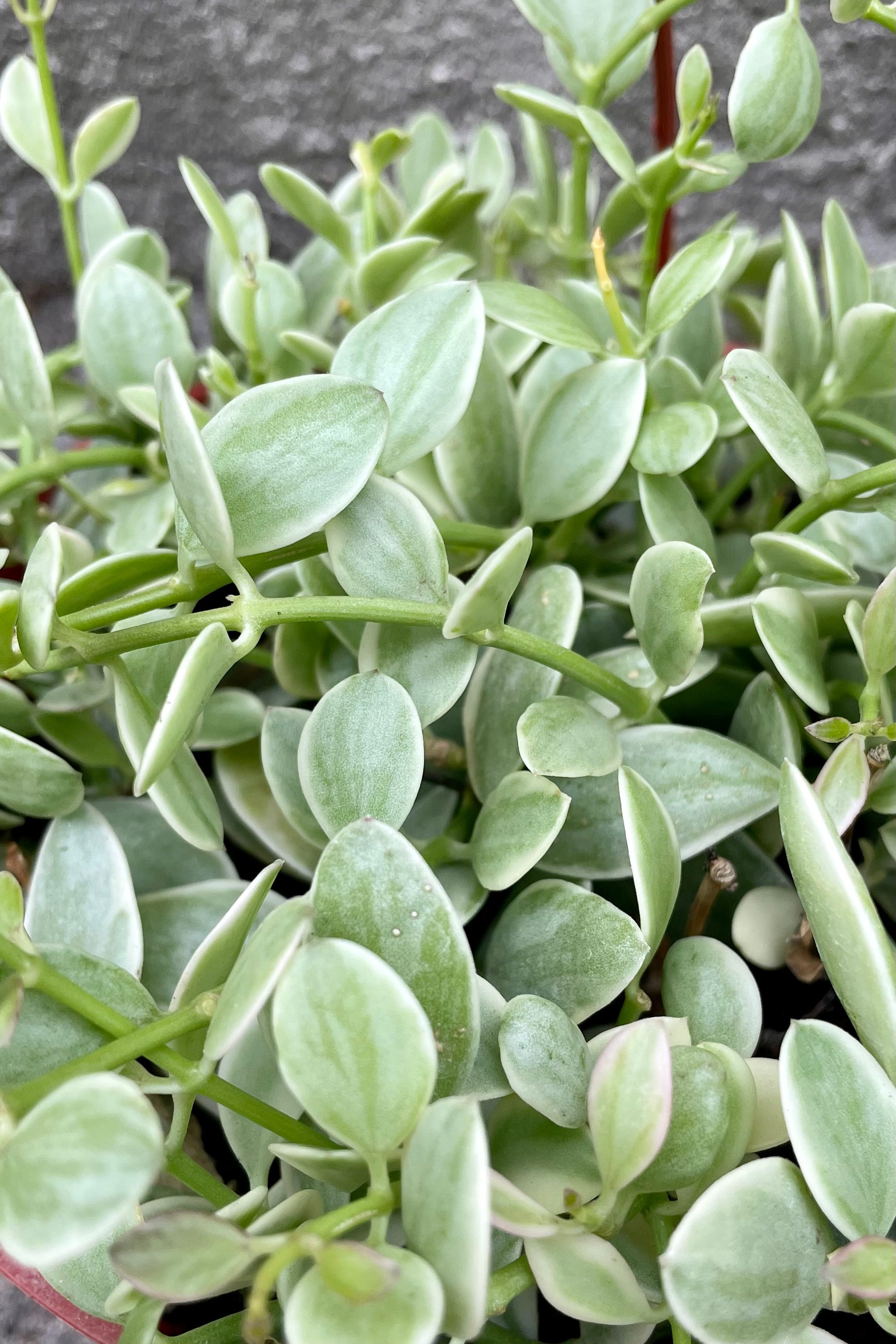 Dischidia 'Cascade' variegated 6
