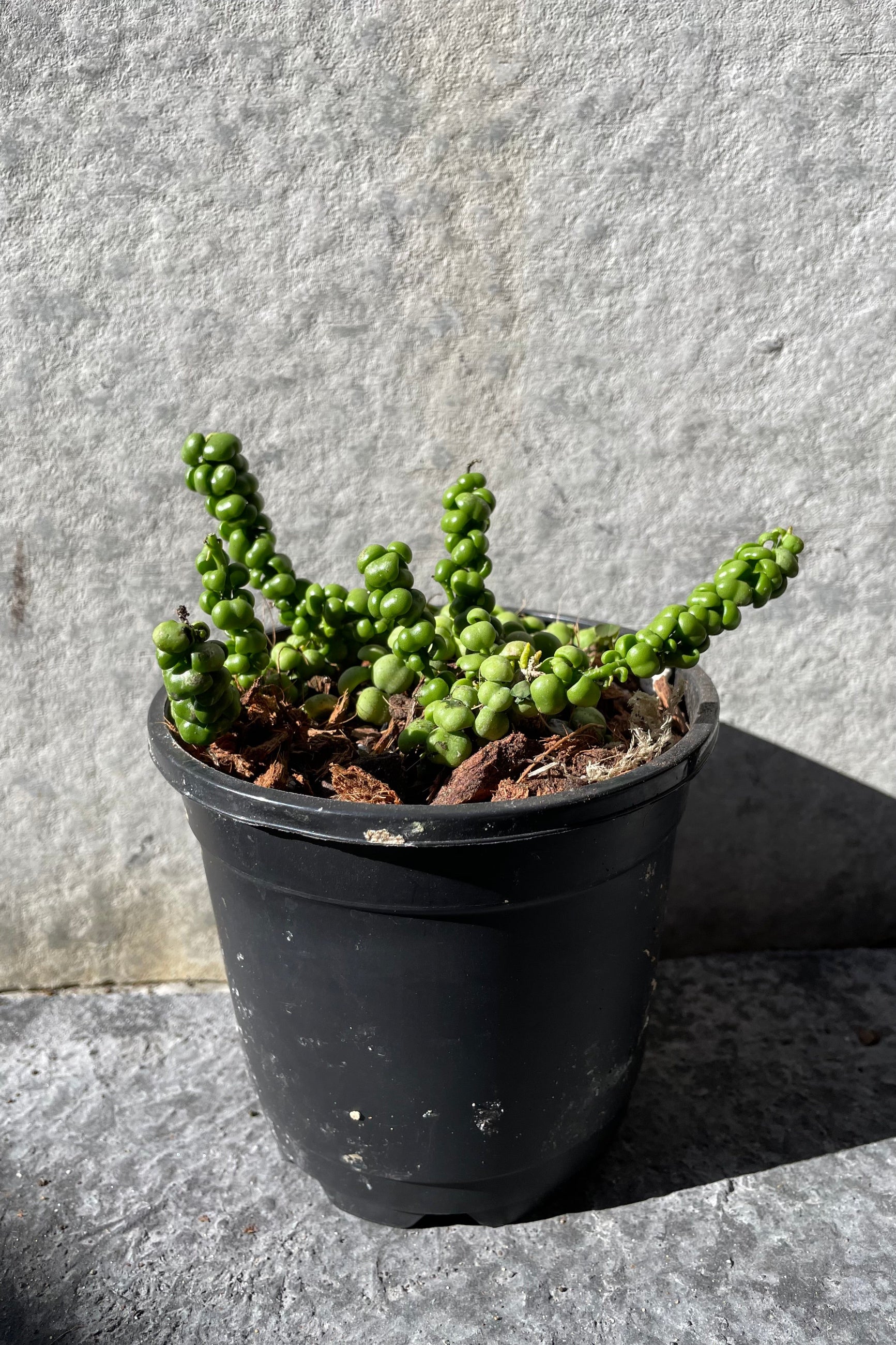 Dischidia nummularia 'Dragon Jade' in grow pot in front of grey background ©Sprout Home