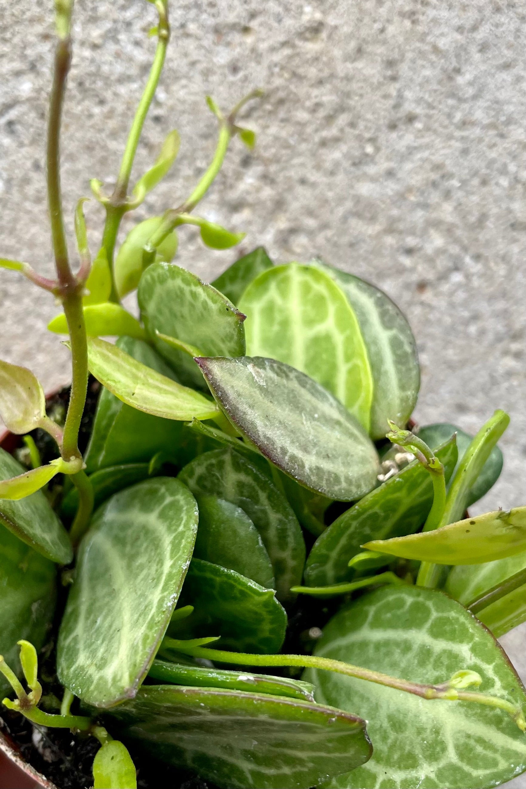 fat ovate green and cream leaves of the Dischidia ovate ©Sprout Home