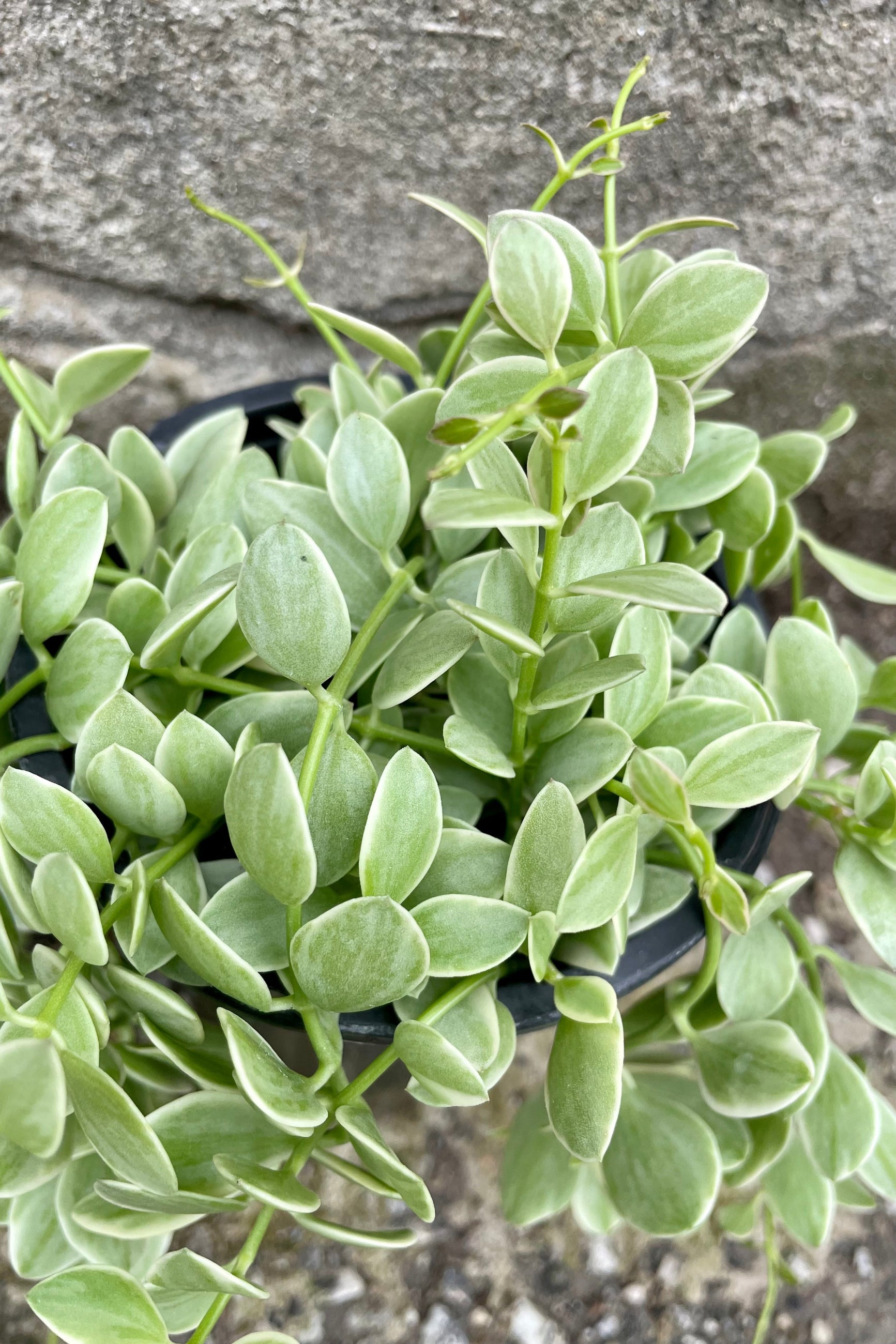 Detail of Dischidia, variegated 4" green variegated vining leaves against a grey wall ©Sprout Home