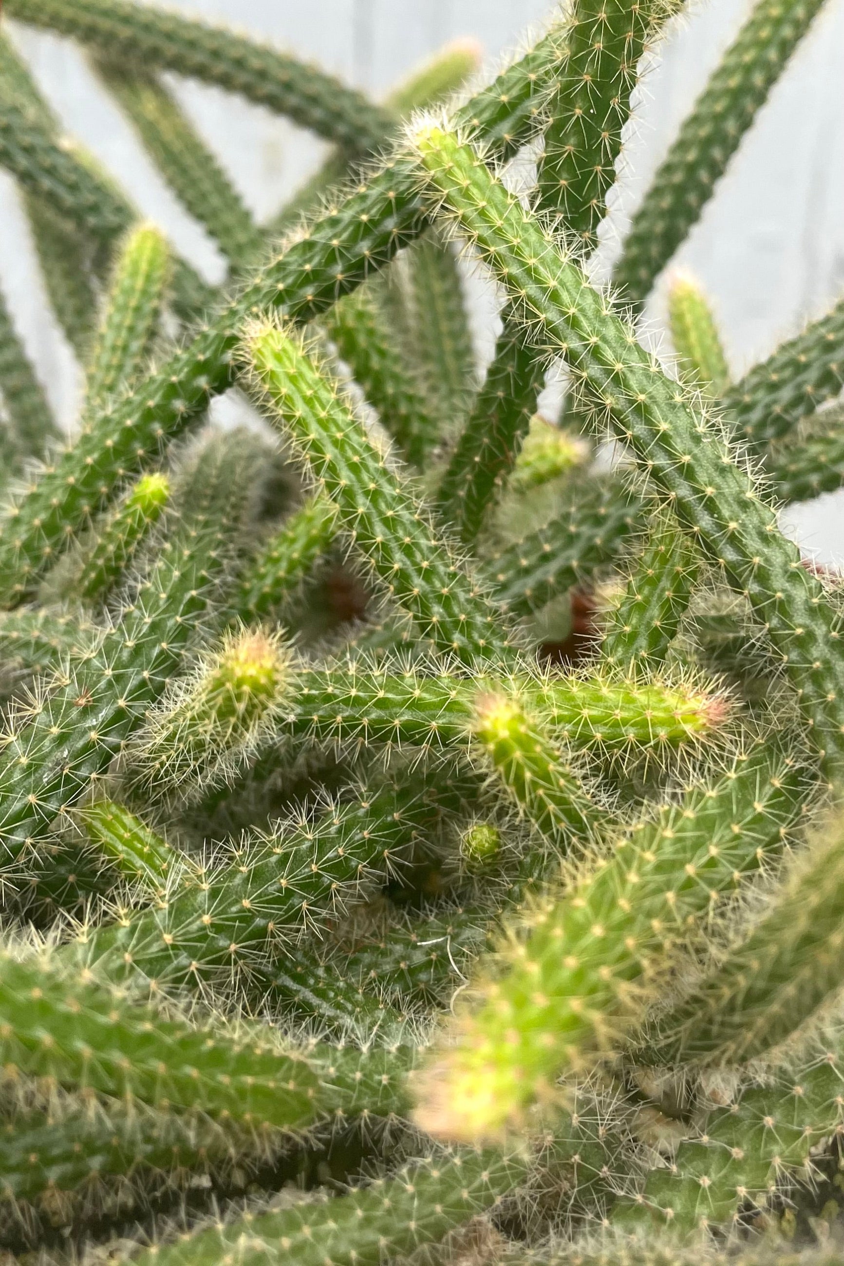 A detailed view of Disocactus flagelliformis 6" against wooden backdrop ©Sprout Home
