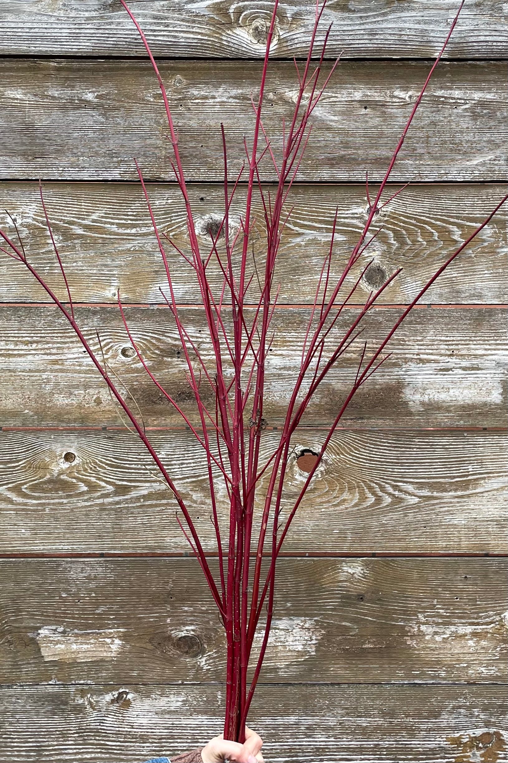 Red dogwood branches in a bundle with no leaves against a wood fence. ©Sprout Home
