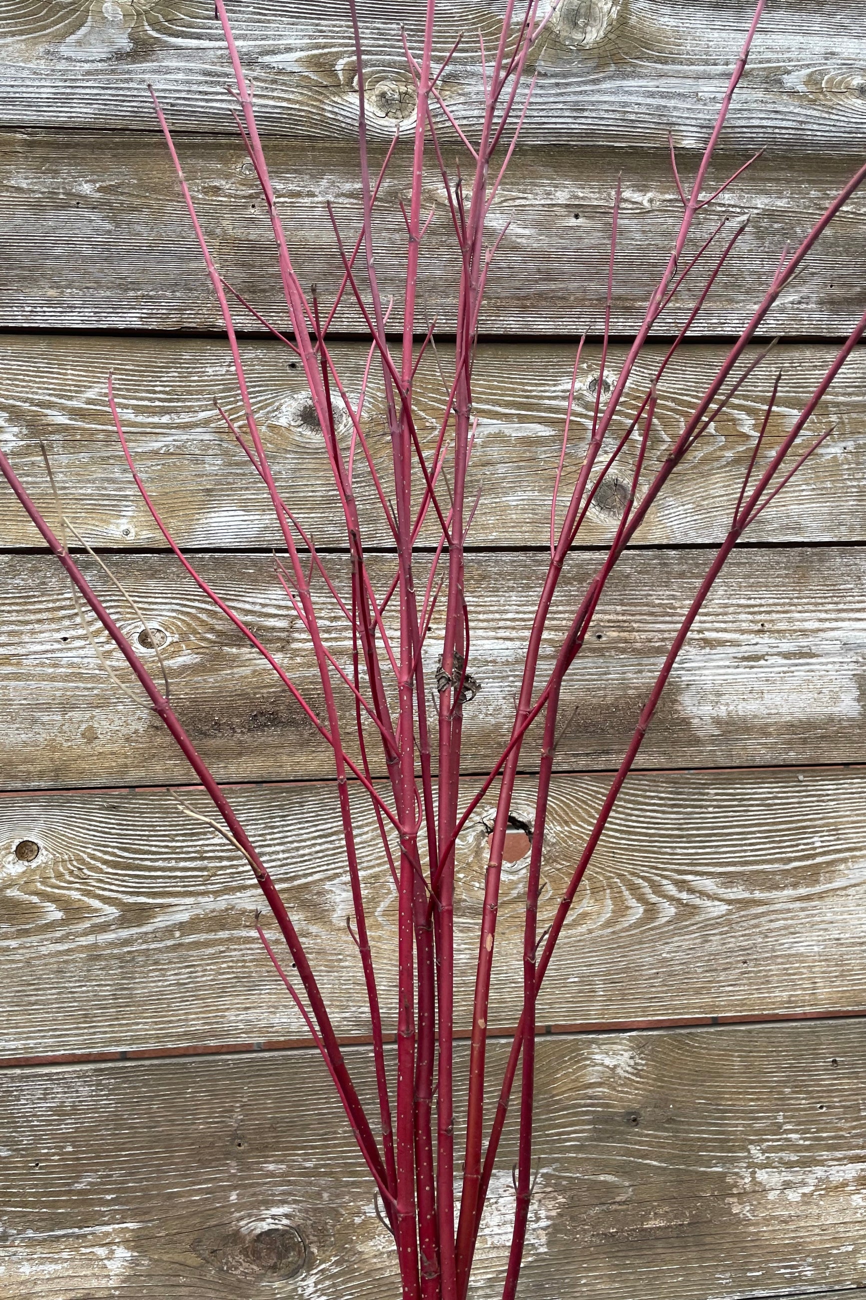 Red dogwood branches with no leaves in a bundle. ©Sprout Home