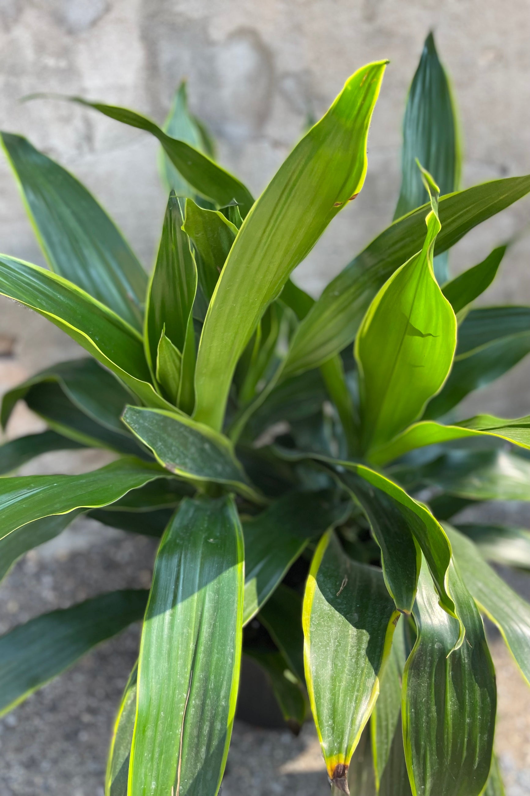 dracaena carmen art Dracaena 'Art' 10" tips