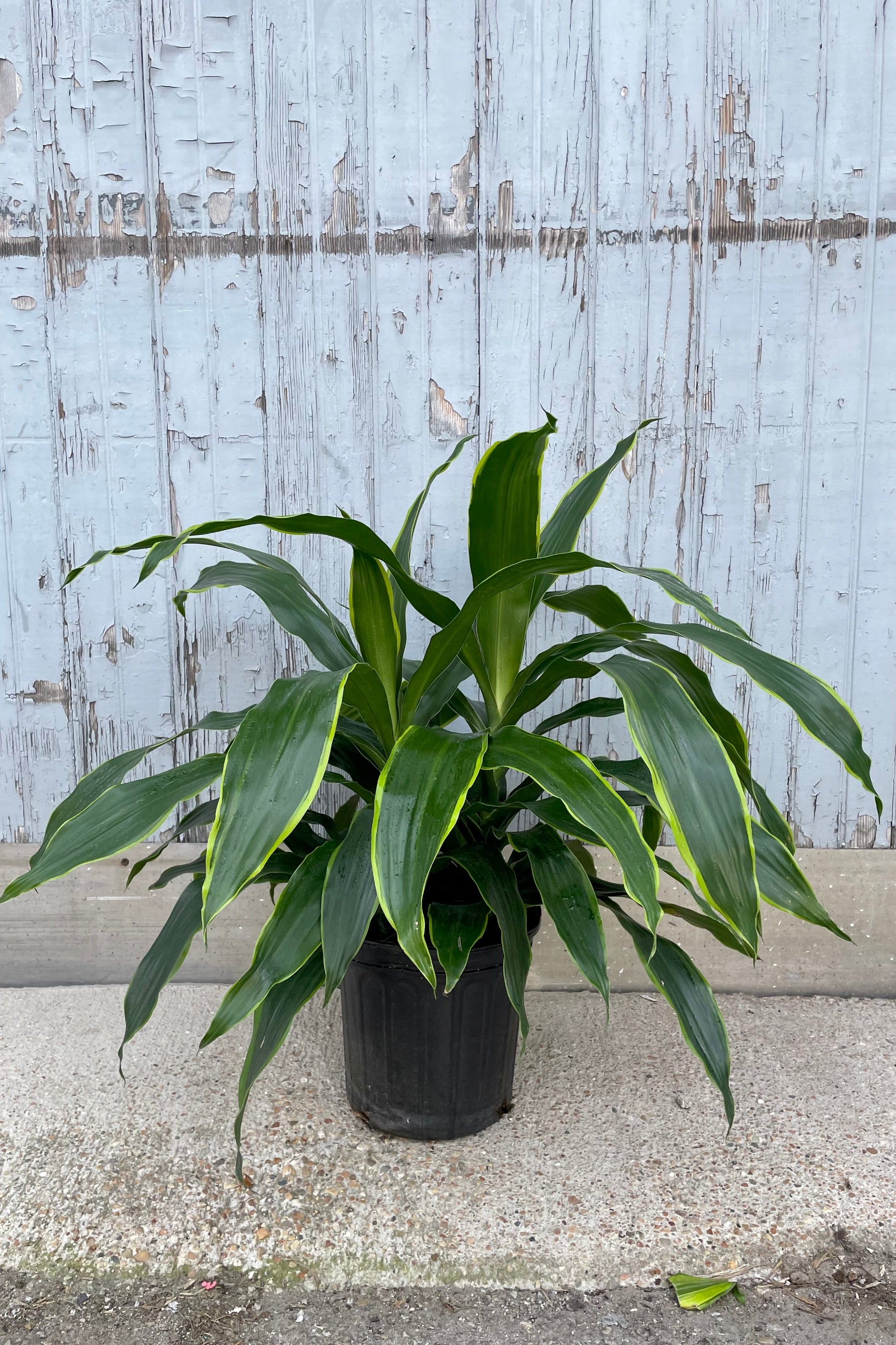 A full view of Dracaena 'Art' 8" in grow pot against wooden backdrop ©Sprout Home