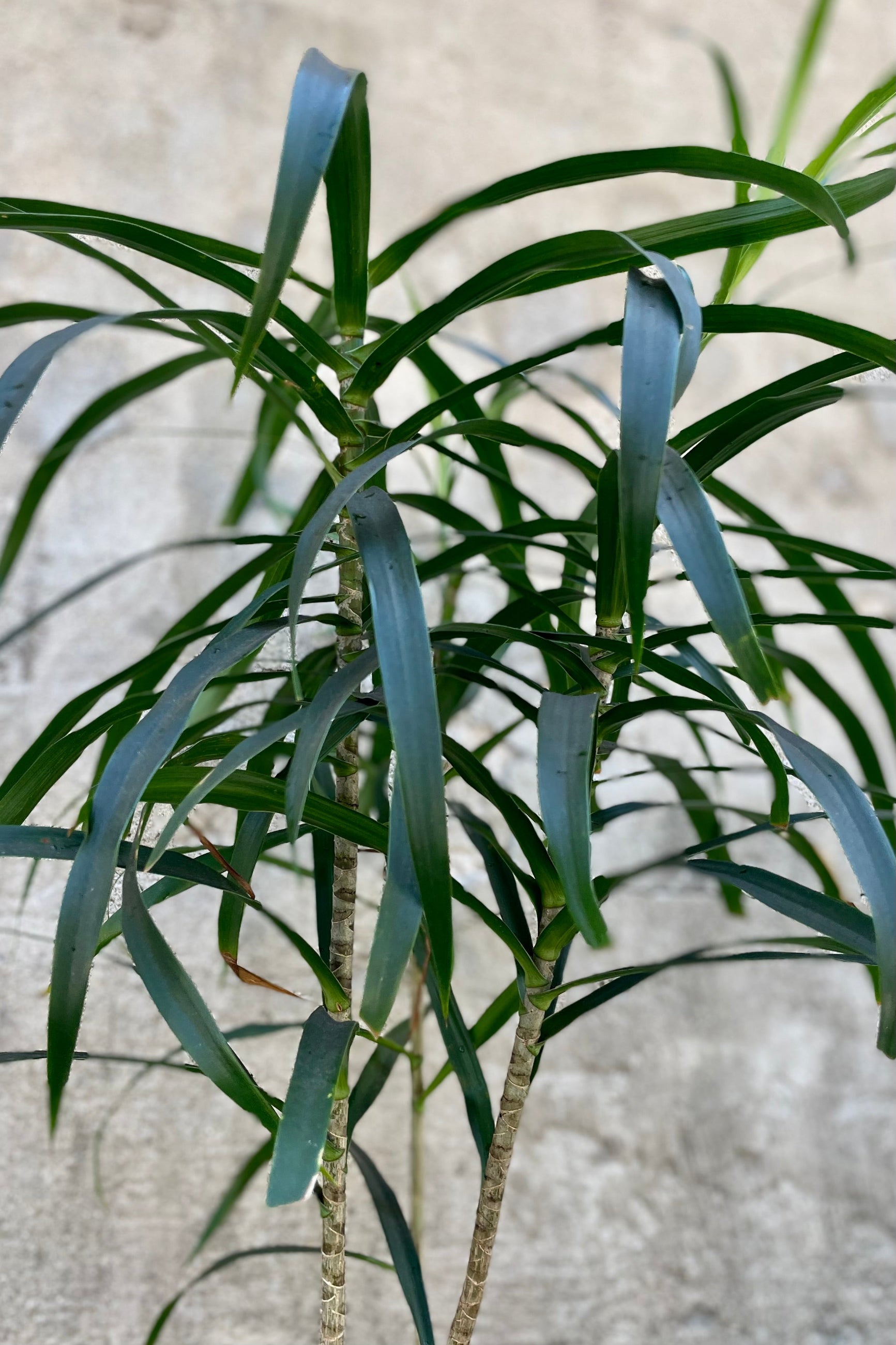 detail of Dracaena 'Anita' clump form 10" against a grey wall ©Sprout Home