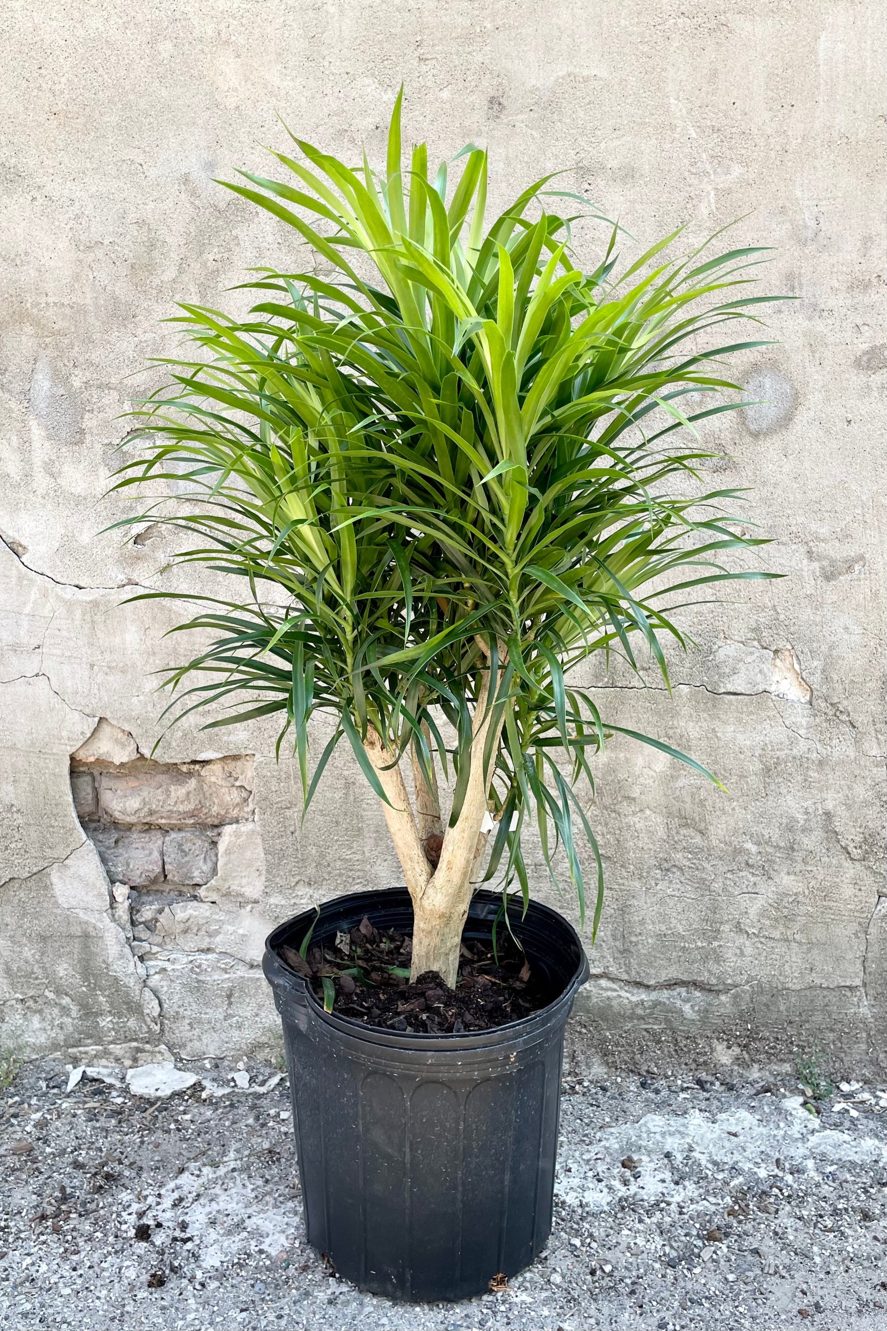 Dracaena 'Anita' standard stump style in a 12" growers pot against a gray wall showing the blade like green leaves at Sprout Home. ©Sprout Home