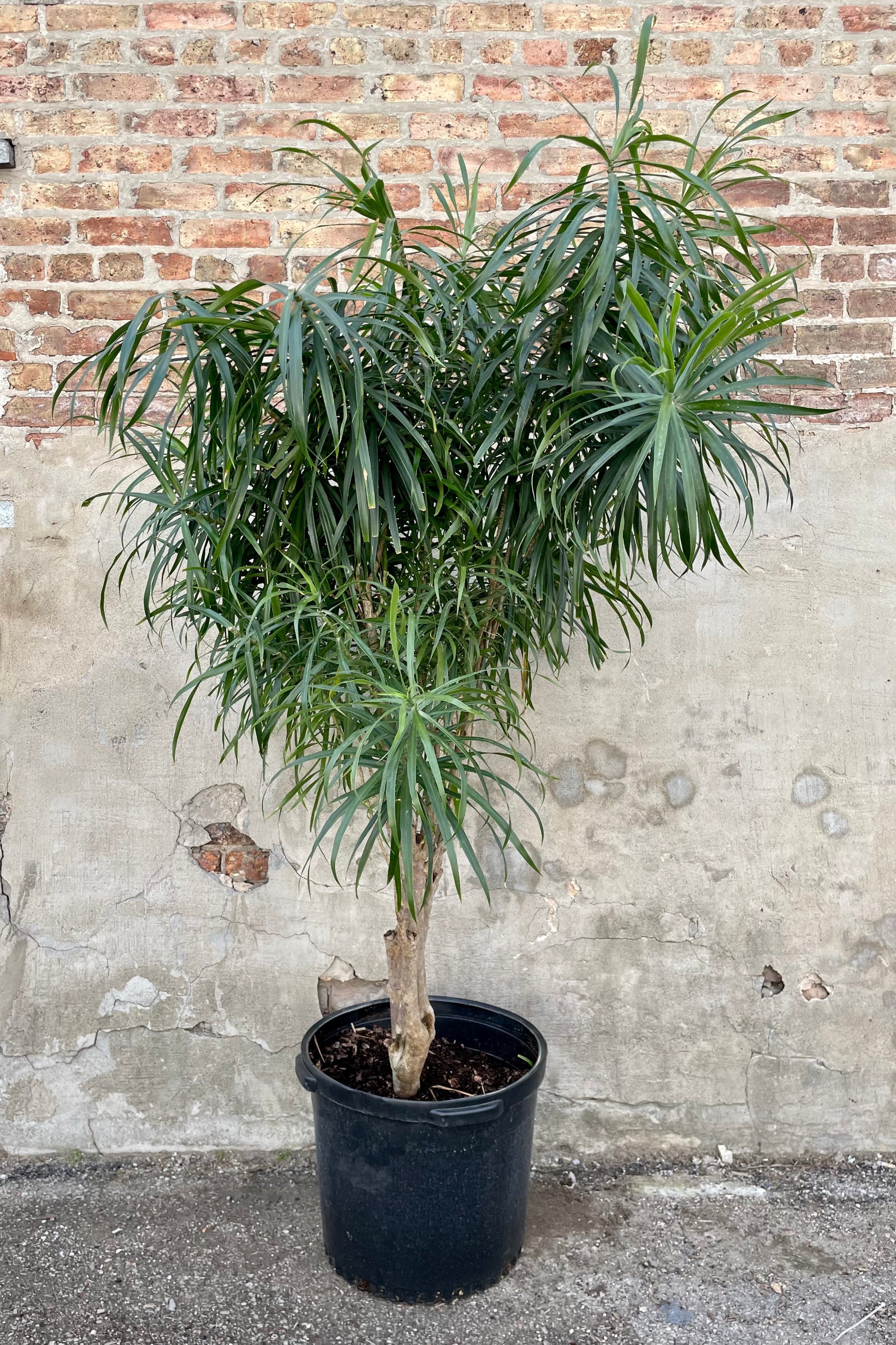 Dracaena 'Anita' 17" black growers pot with green shaggy tree leaves against a grey wall. ©Sprout Home