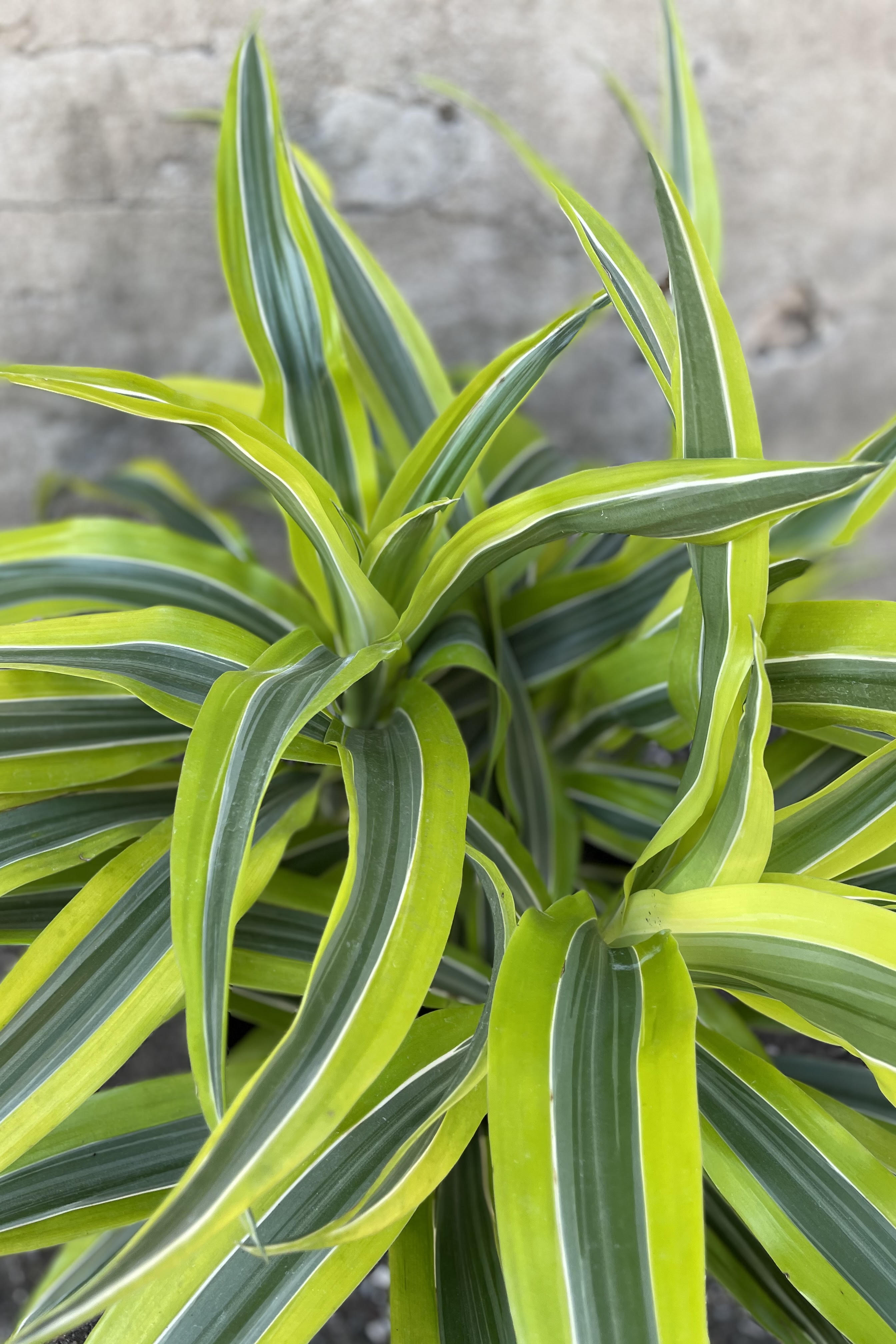 Close up of Dracaena deremensis 'Lemon Lime'