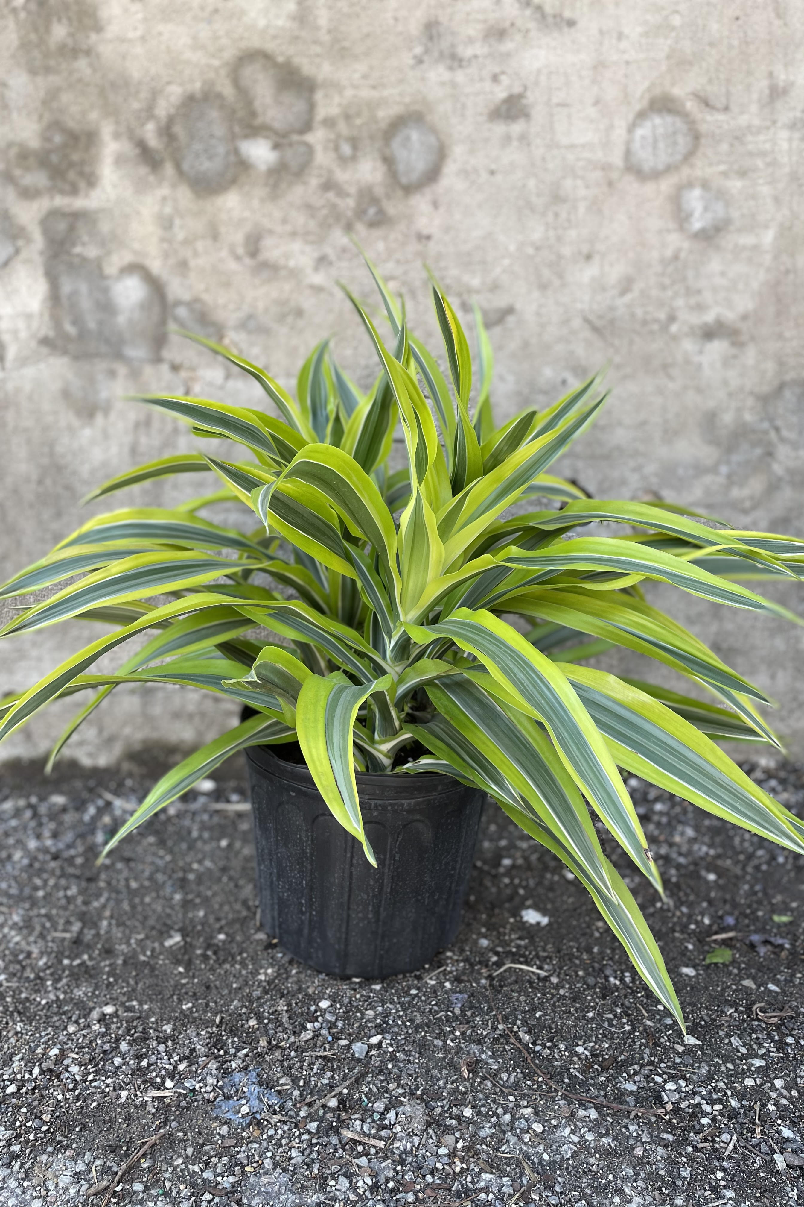 Dracaena deremensis 'Lemon Lime' 10" in front of concrete wall