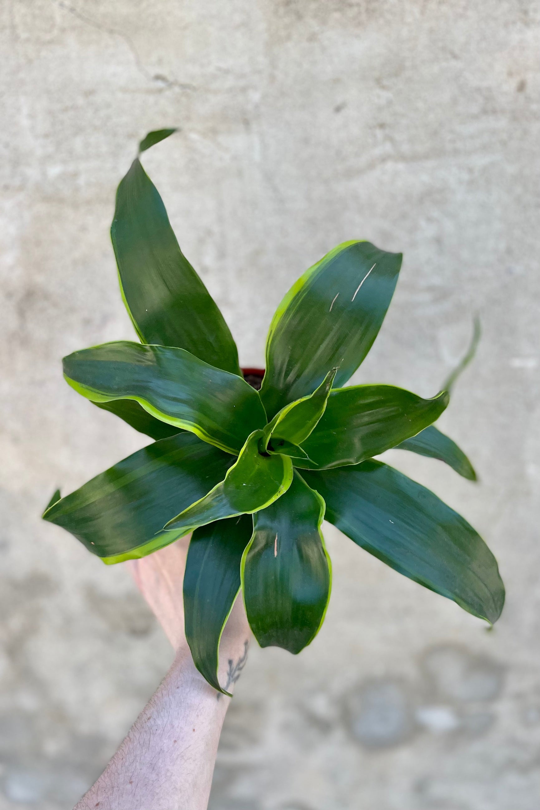 detail of Dracaena deremensis 'Dorado' 4" against a grey wall ©Sprout Home